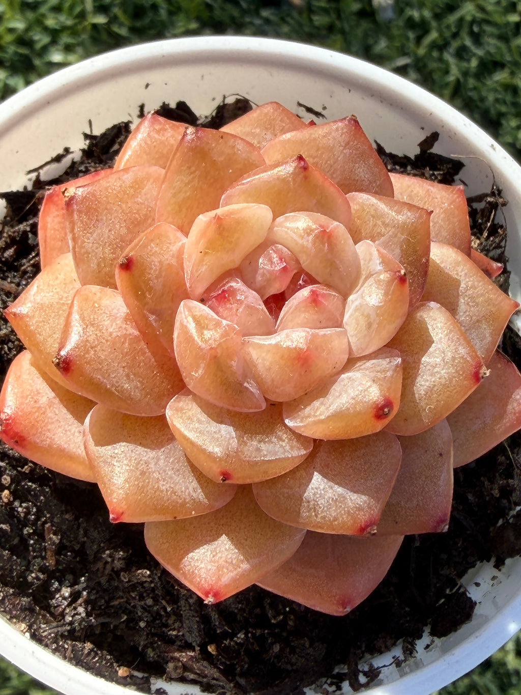 Rare Echeveria Jenny Series Succulent | Imported | Rooted 3” Live Plant | USDA-APHIS Legal | Shipped from California