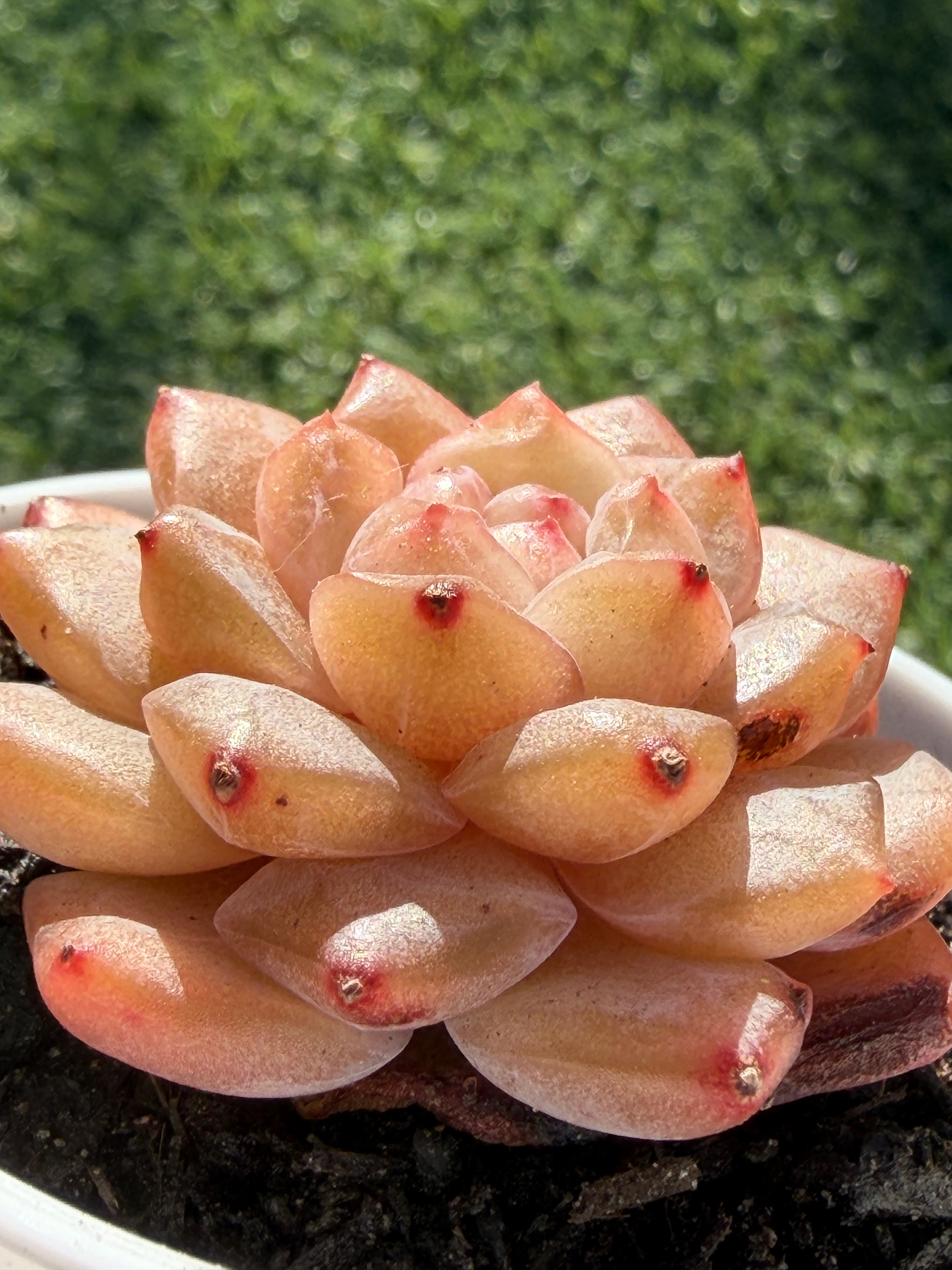 Rare Echeveria Jenny Series Succulent | Imported | Rooted 3” Live Plant | USDA-APHIS Legal | Shipped from California
