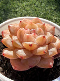 Rare Echeveria Jenny Series Succulent | Imported | Rooted 3” Live Plant | USDA-APHIS Legal | Shipped from California