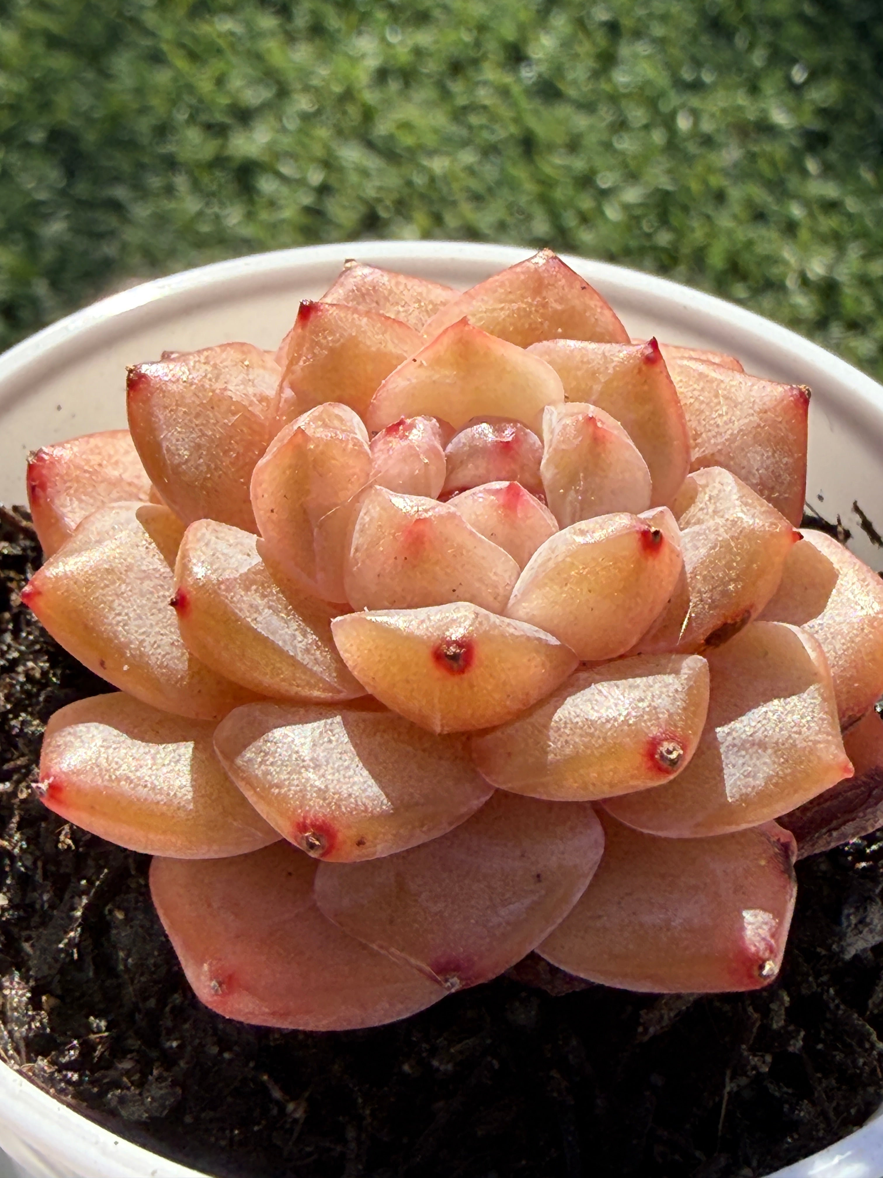 Rare Echeveria Jenny Series Succulent | Imported | Rooted 3” Live Plant | USDA-APHIS Legal | Shipped from California