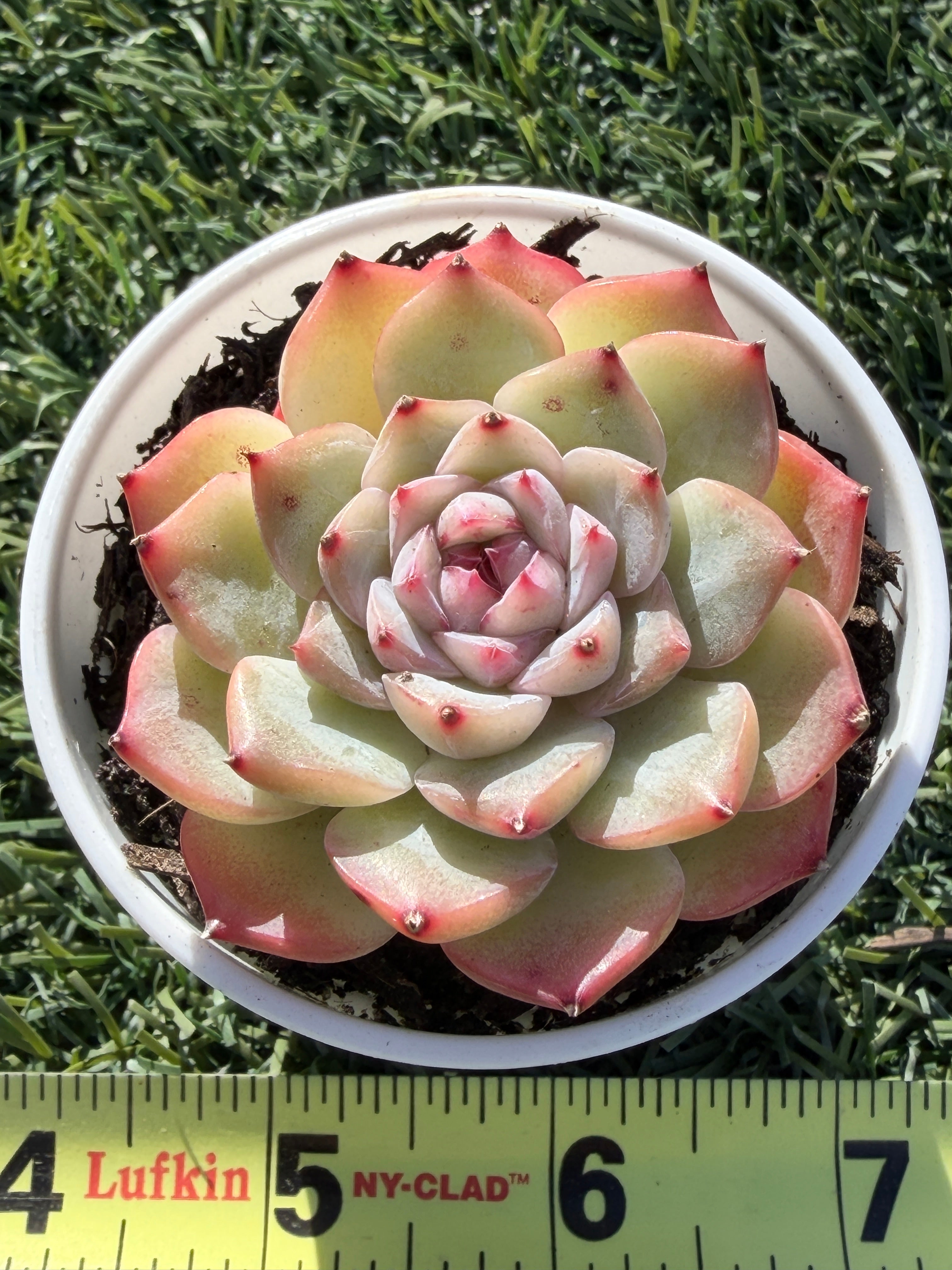 Echeveria Sweetheart Series Succulent | Rare Imported | Rooted 3” Live Plant | Shipped from California