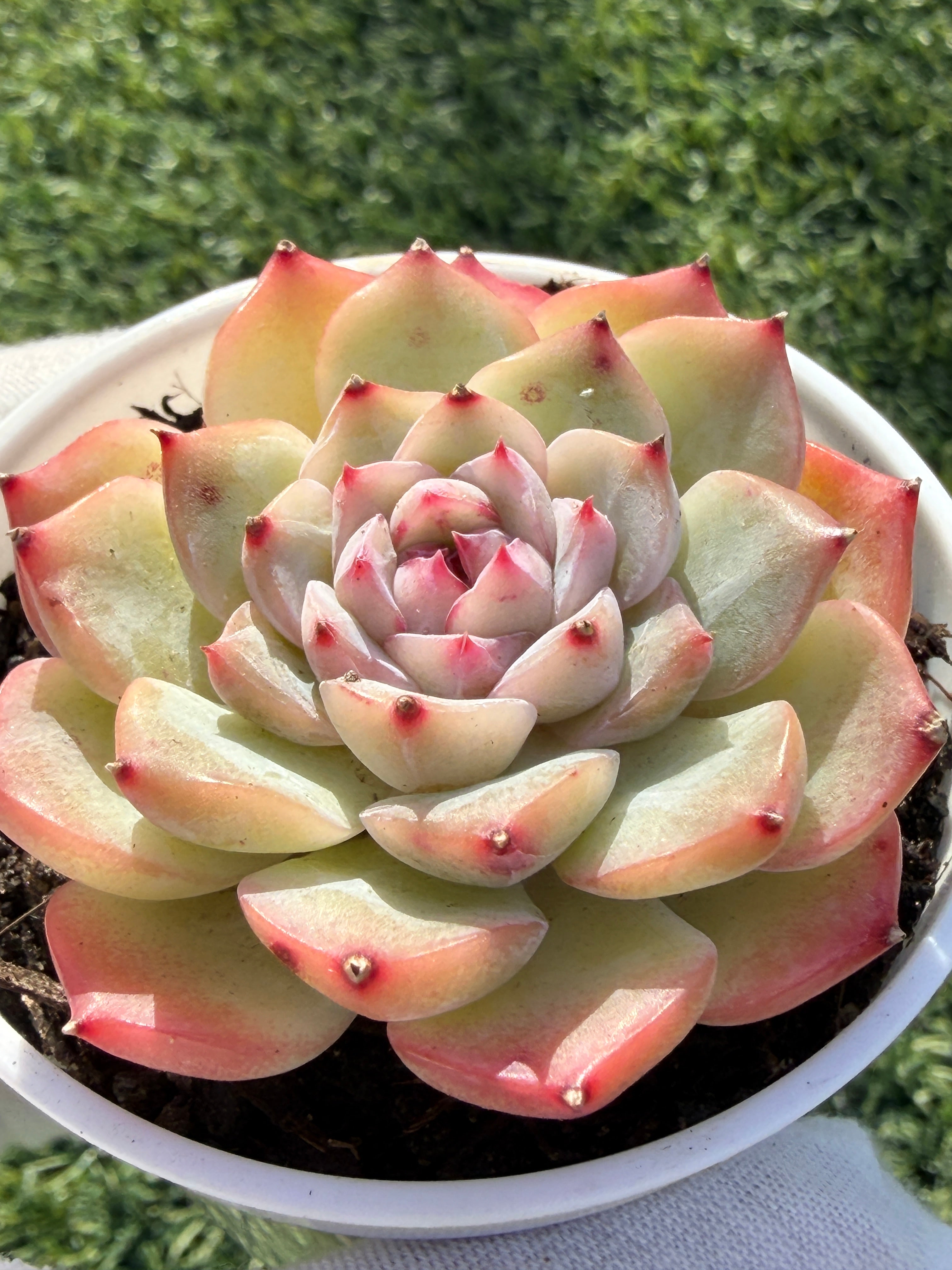 Echeveria Sweetheart Series Succulent | Rare Imported | Rooted 3” Live Plant | Shipped from California
