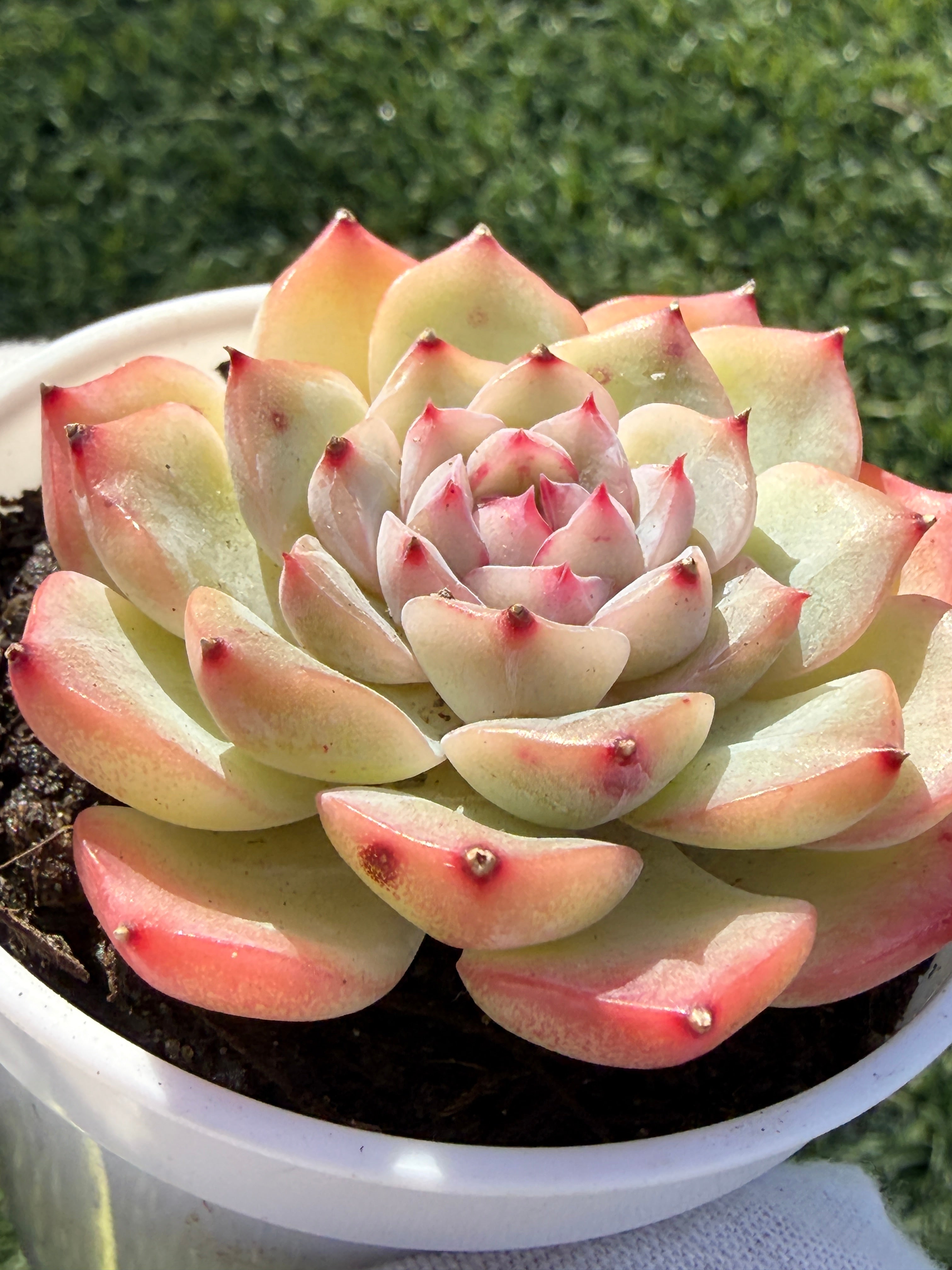 Echeveria Sweetheart Series Succulent | Rare Imported | Rooted 3” Live Plant | Shipped from California