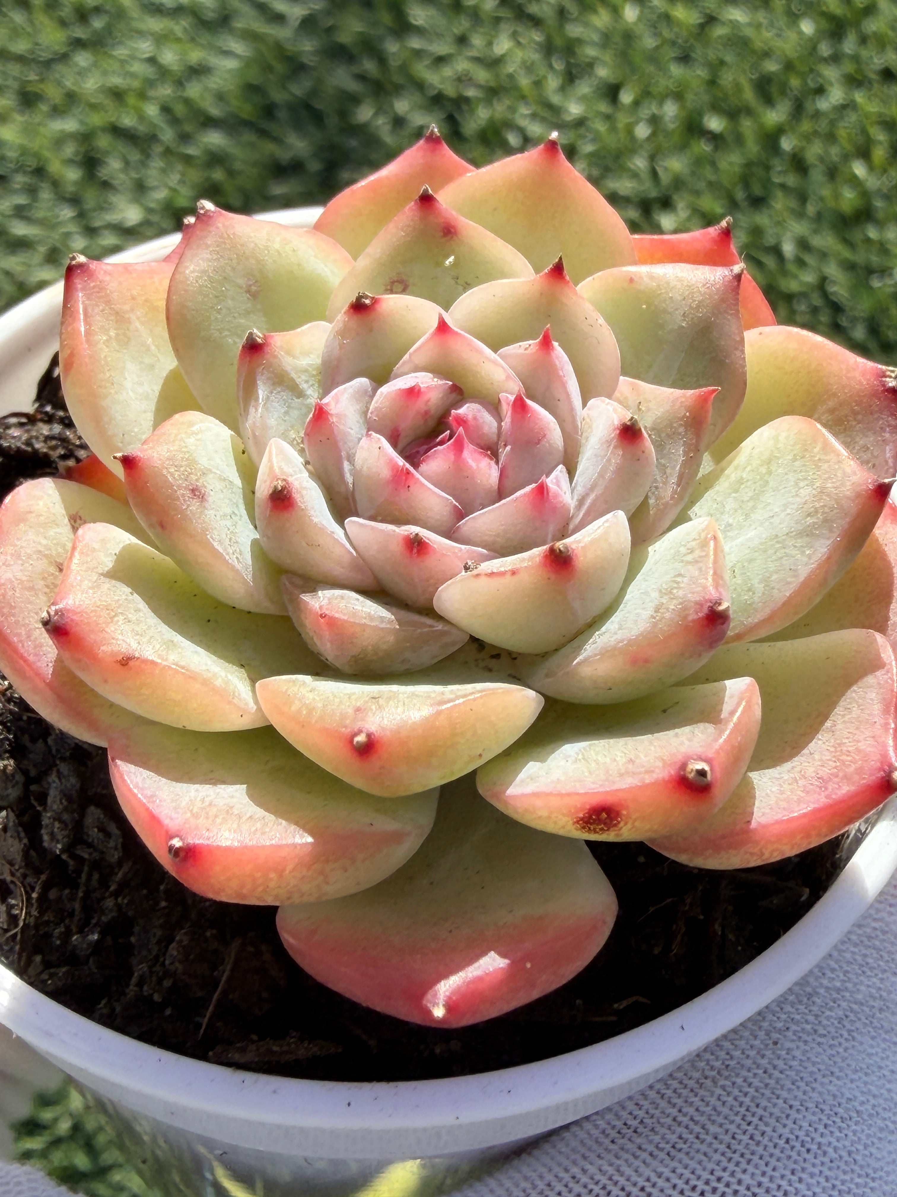 Echeveria Sweetheart Series Succulent | Rare Imported | Rooted 3” Live Plant | Shipped from California