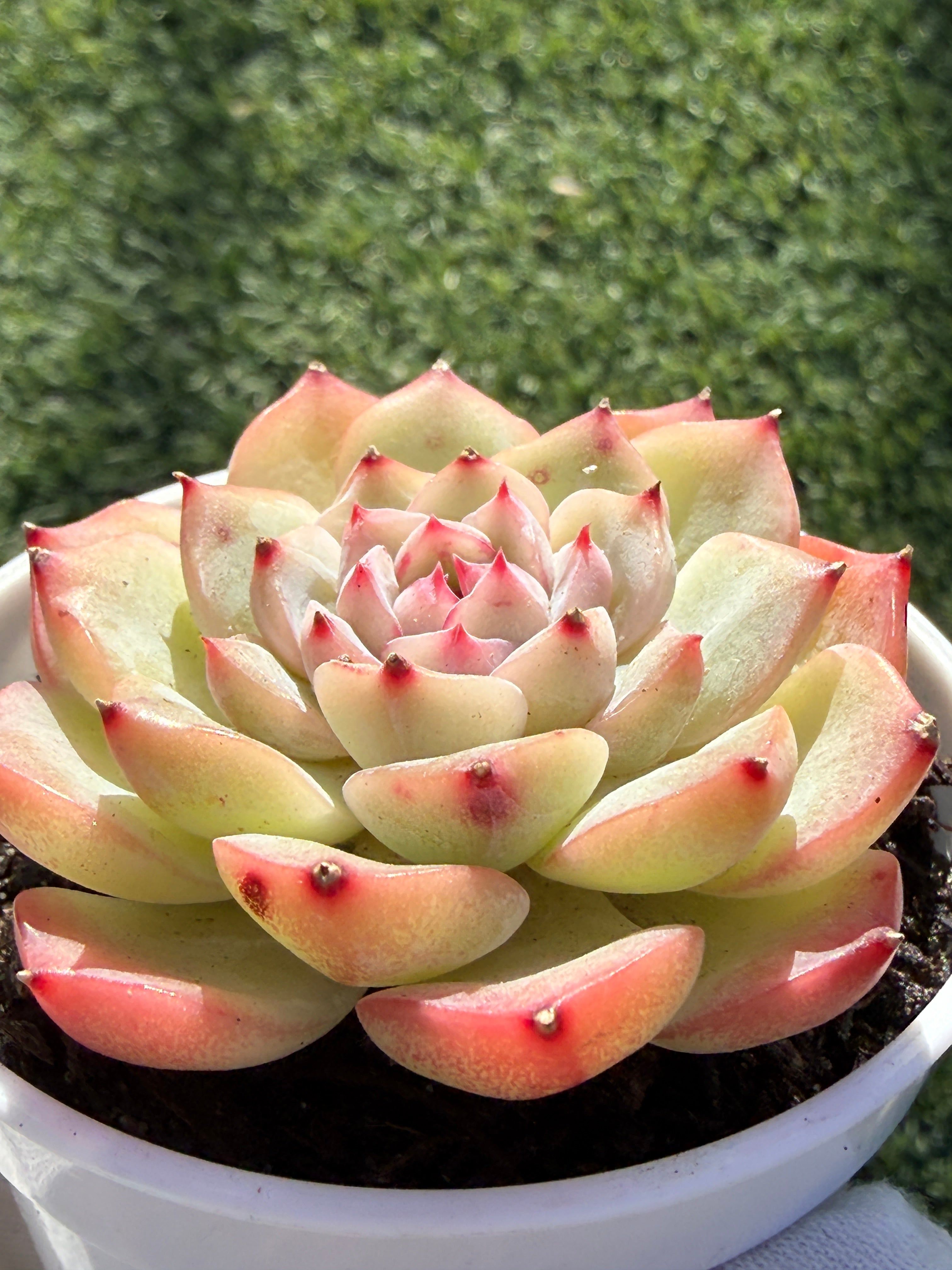 Echeveria Sweetheart Series Succulent | Rare Imported | Rooted 3” Live Plant | Shipped from California