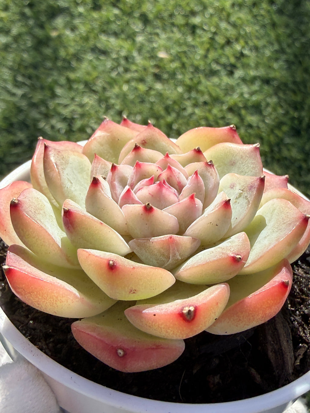 Echeveria Sweetheart Series Succulent | Rare Imported | Rooted 3” Live Plant | Shipped from California