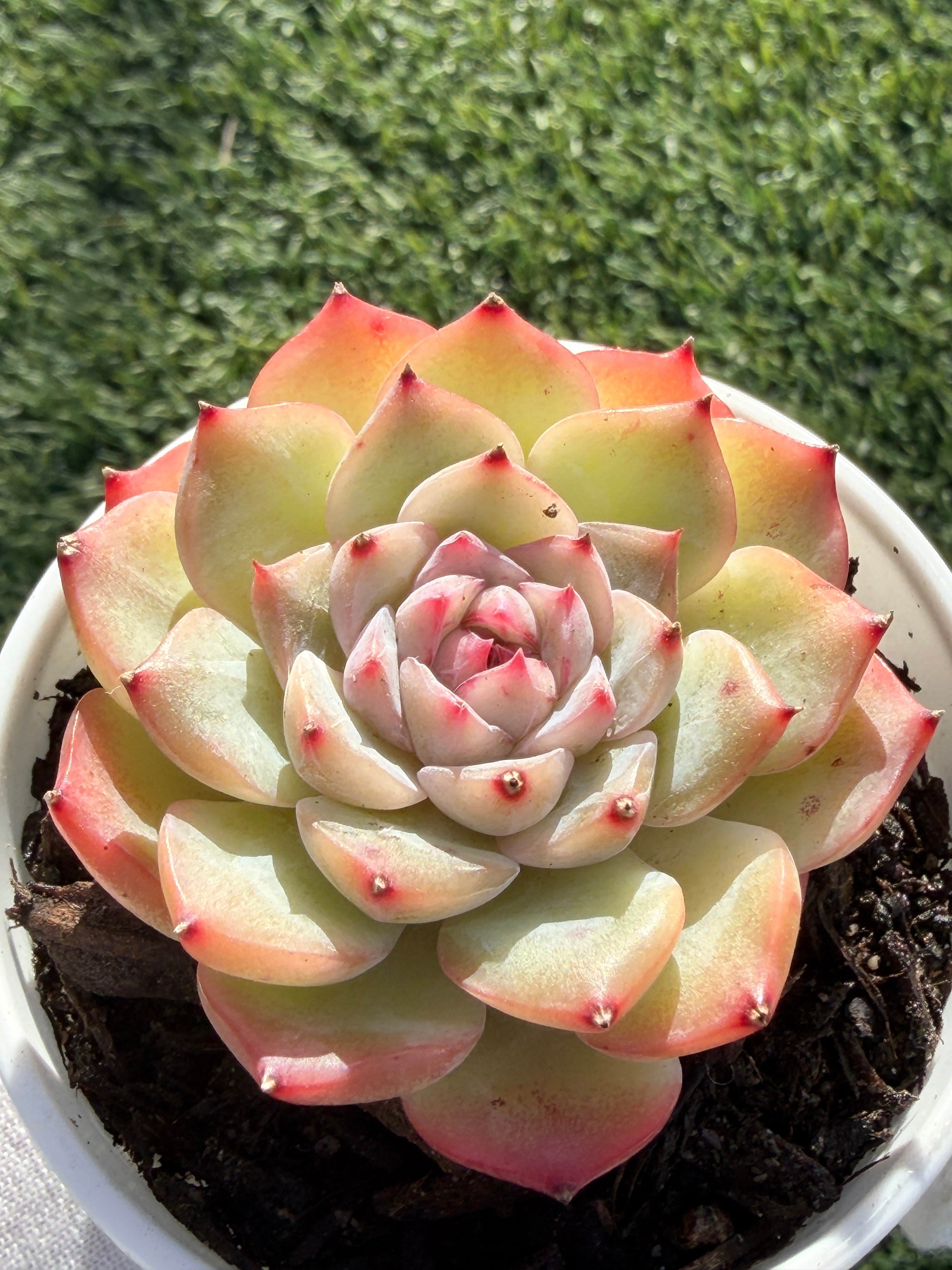 Echeveria Sweetheart Series Succulent | Rare Imported | Rooted 3” Live Plant | Shipped from California