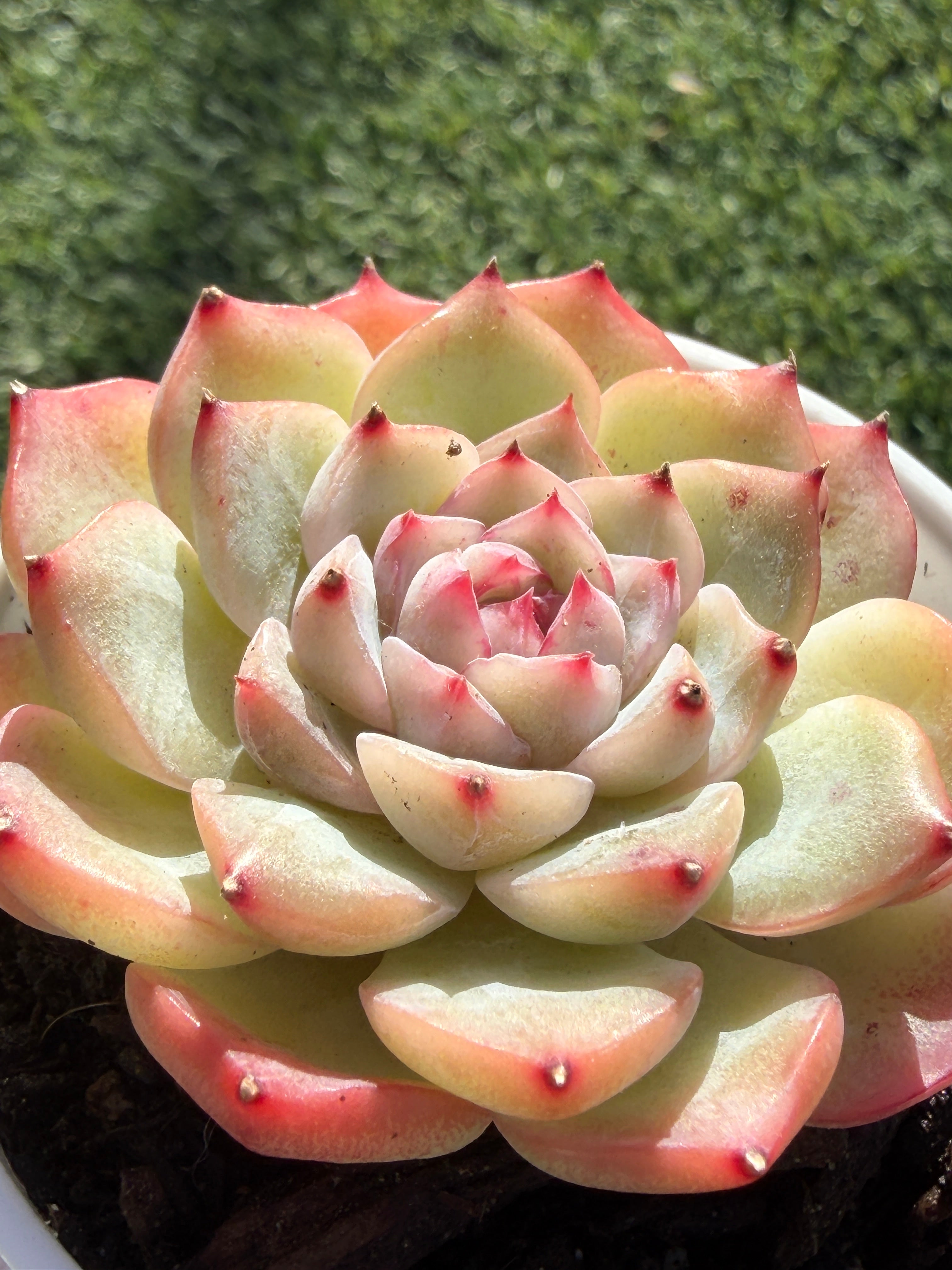 Echeveria Sweetheart Series Succulent | Rare Imported | Rooted 3” Live Plant | Shipped from California