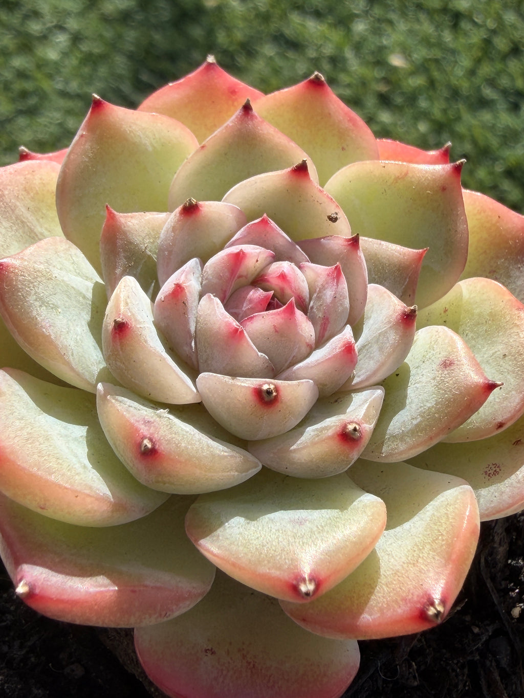 Echeveria Sweetheart Series Succulent | Rare Imported | Rooted 3” Live Plant | Shipped from California