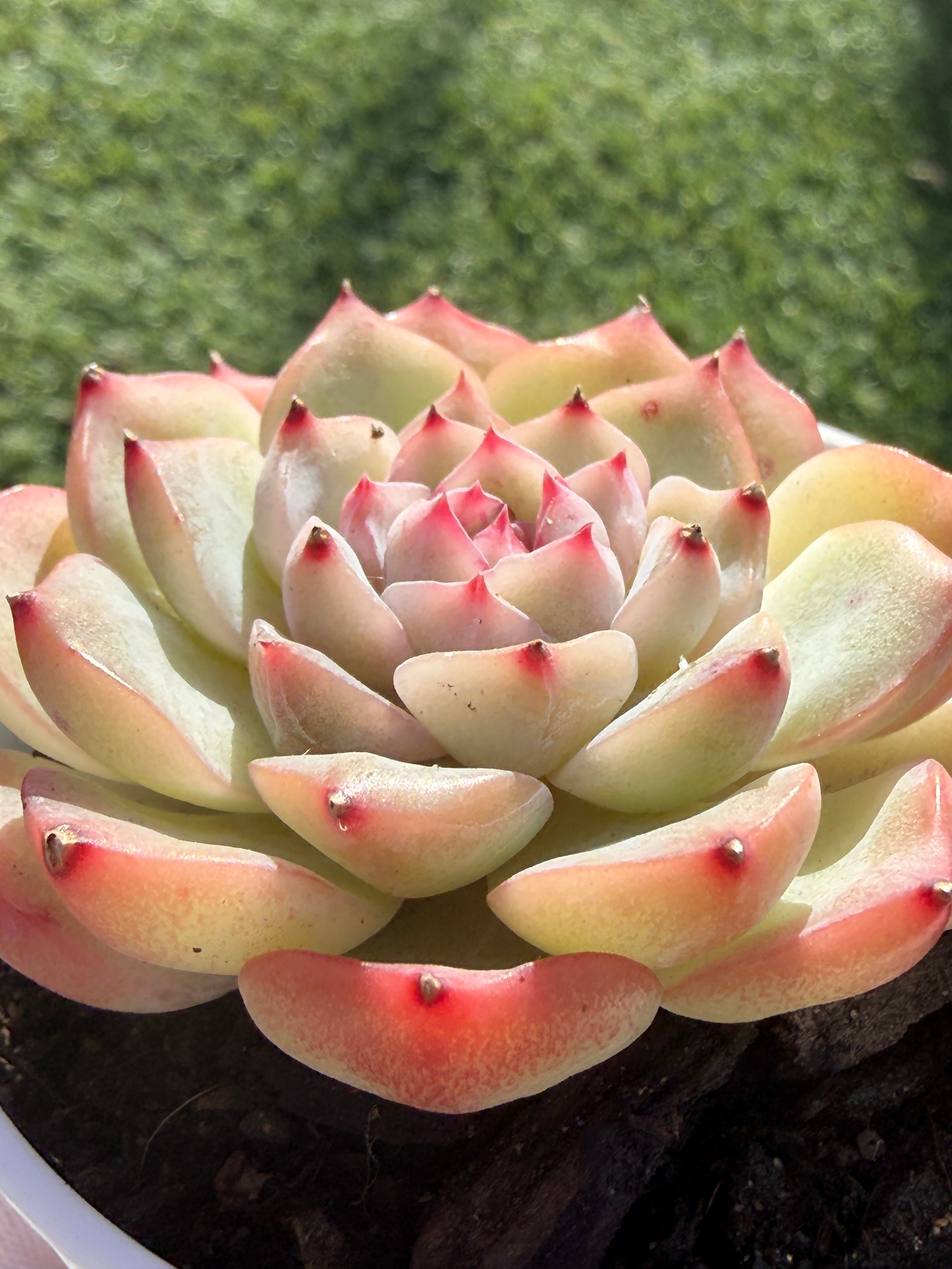 Echeveria Sweetheart Series Succulent | Rare Imported | Rooted 3” Live Plant | Shipped from California