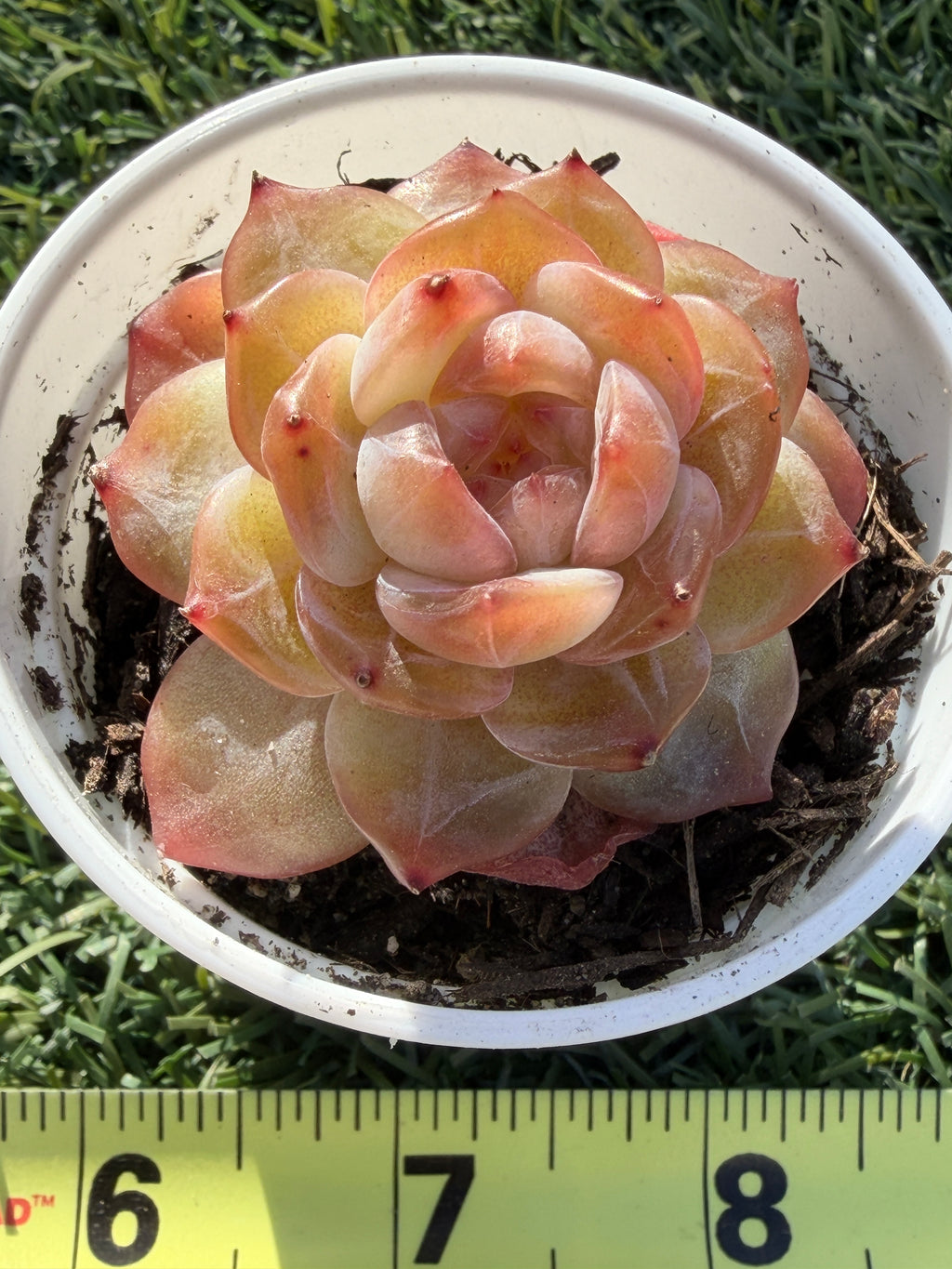 Rare Echeveria Jenny Series Succulent | Imported | Rooted 3” Live Plant | Shipped from California