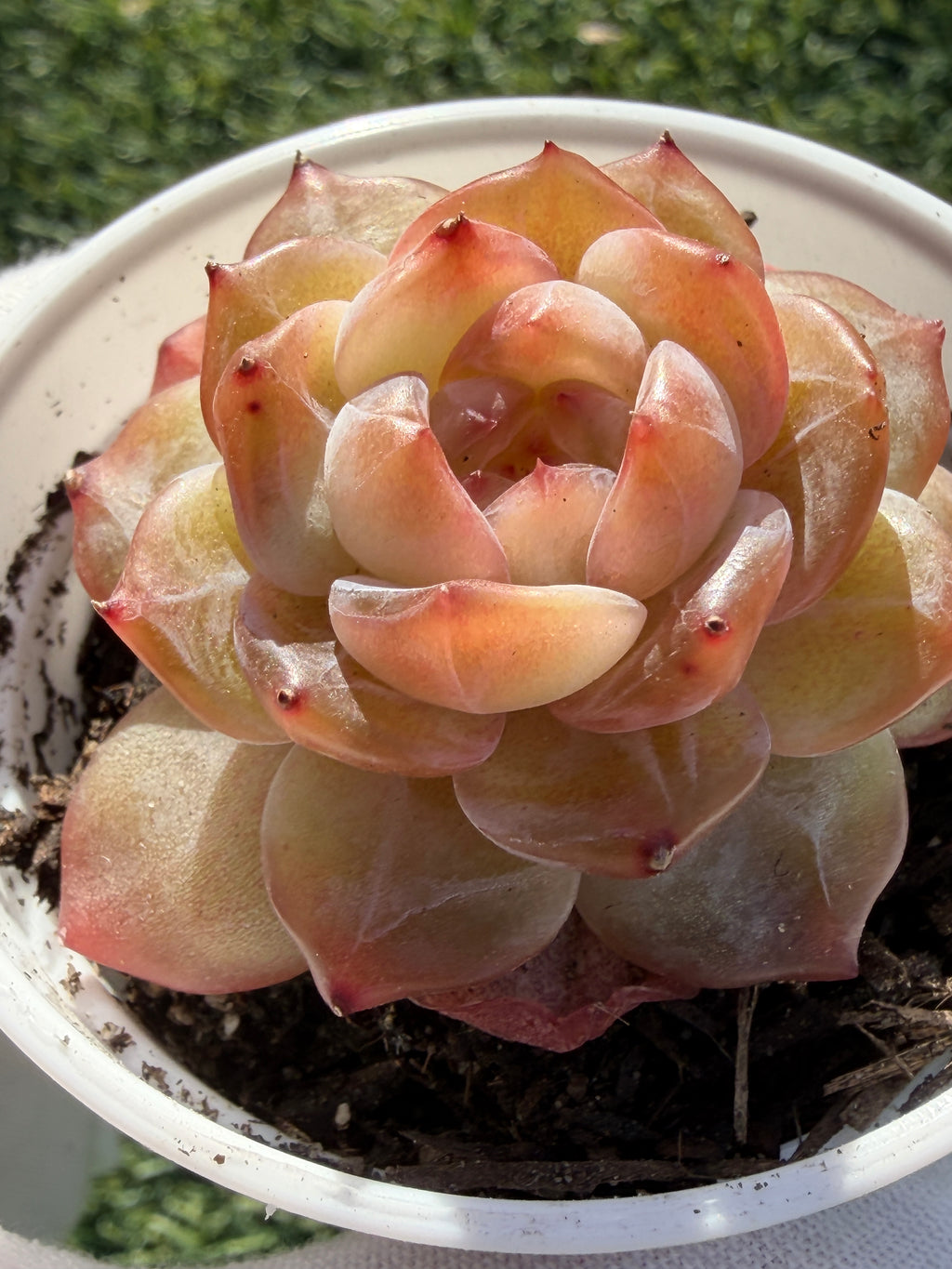 Rare Echeveria Jenny Series Succulent | Imported | Rooted 3” Live Plant | Shipped from California