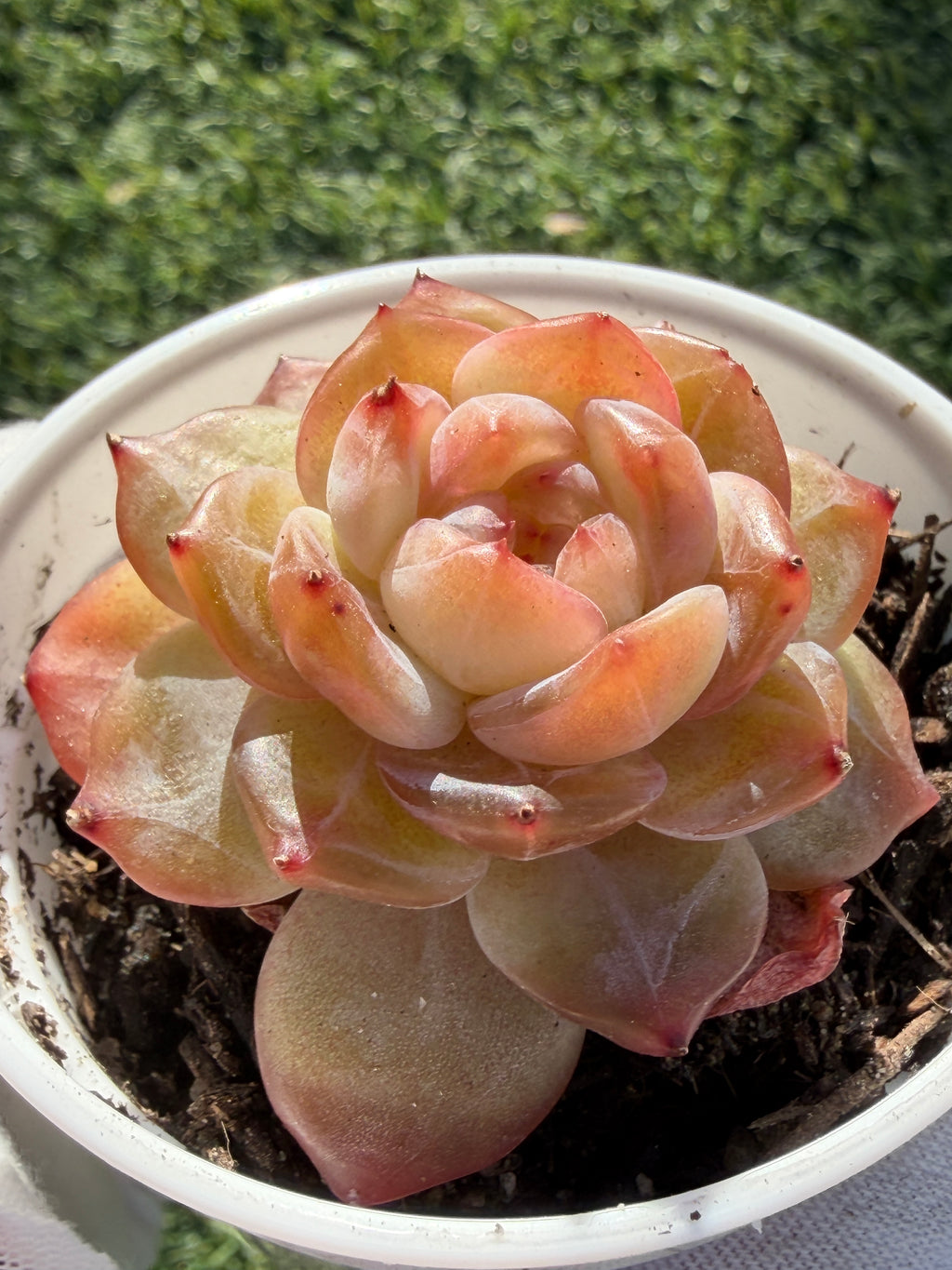 Rare Echeveria Jenny Series Succulent | Imported | Rooted 3” Live Plant | Shipped from California