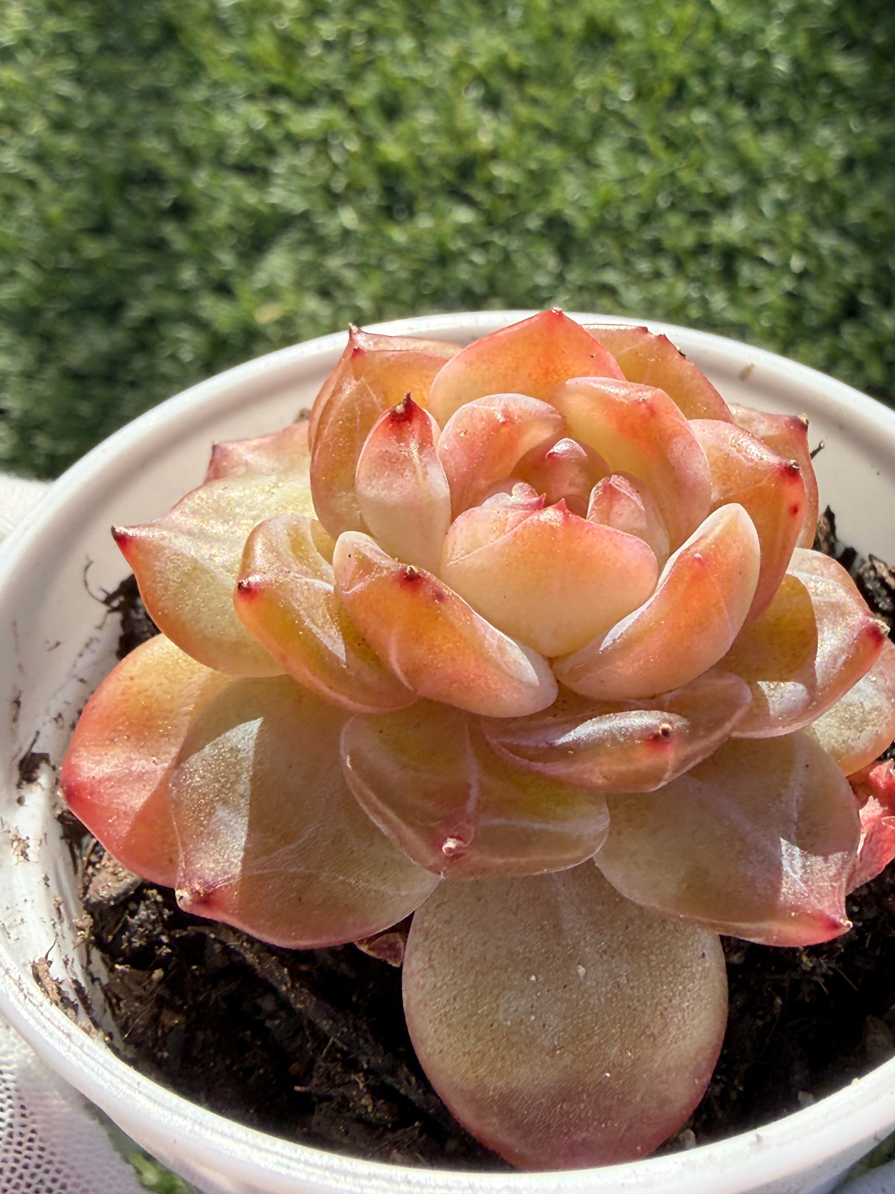 Rare Echeveria Jenny Series Succulent | Imported | Rooted 3” Live Plant | Shipped from California