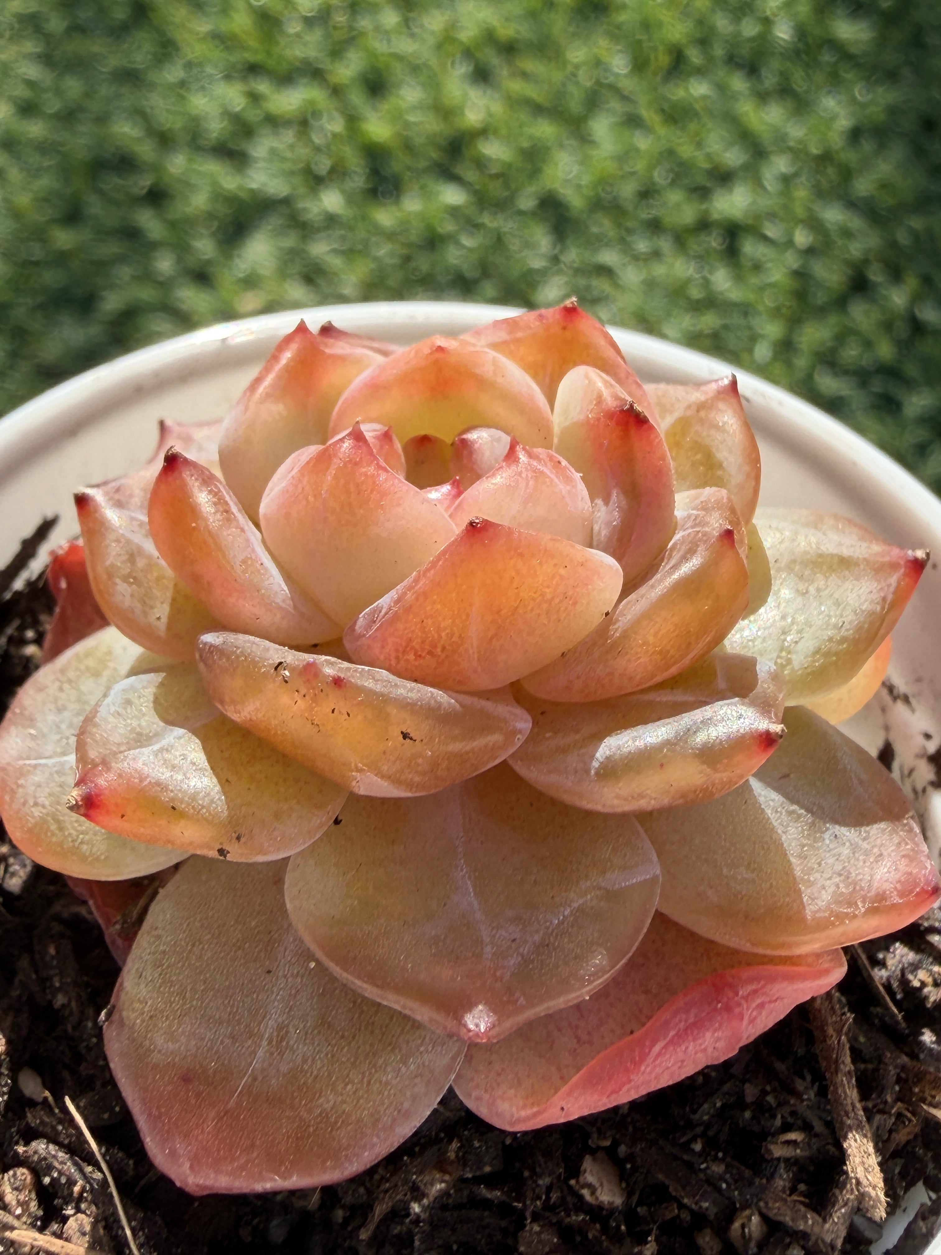 Rare Echeveria Jenny Series Succulent | Imported | Rooted 3” Live Plant | Shipped from California