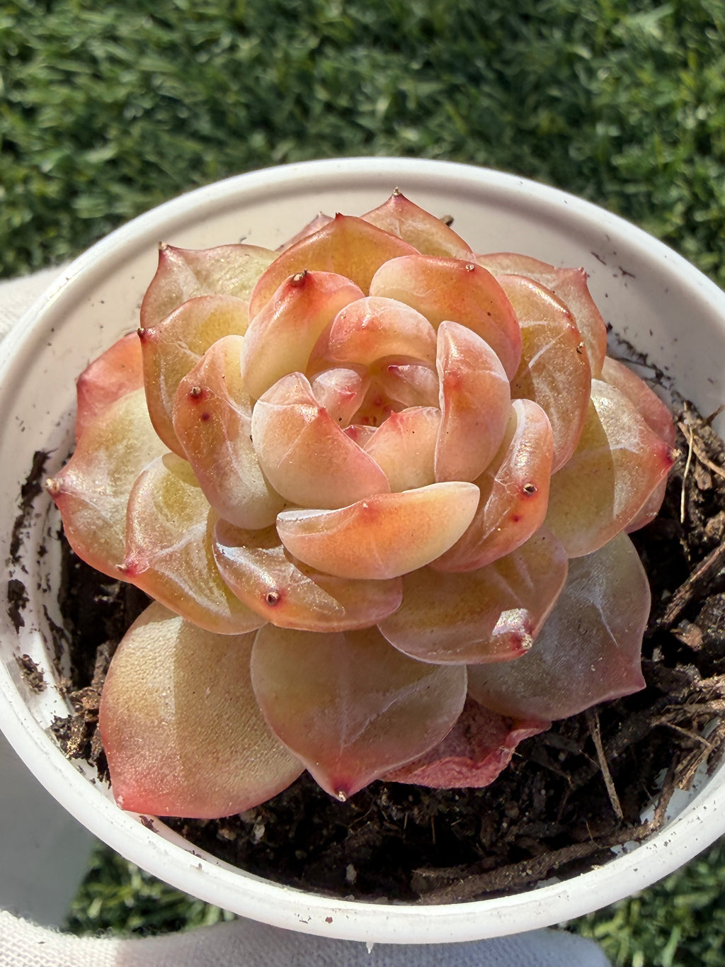 Rare Echeveria Jenny Series Succulent | Imported | Rooted 3” Live Plant | Shipped from California