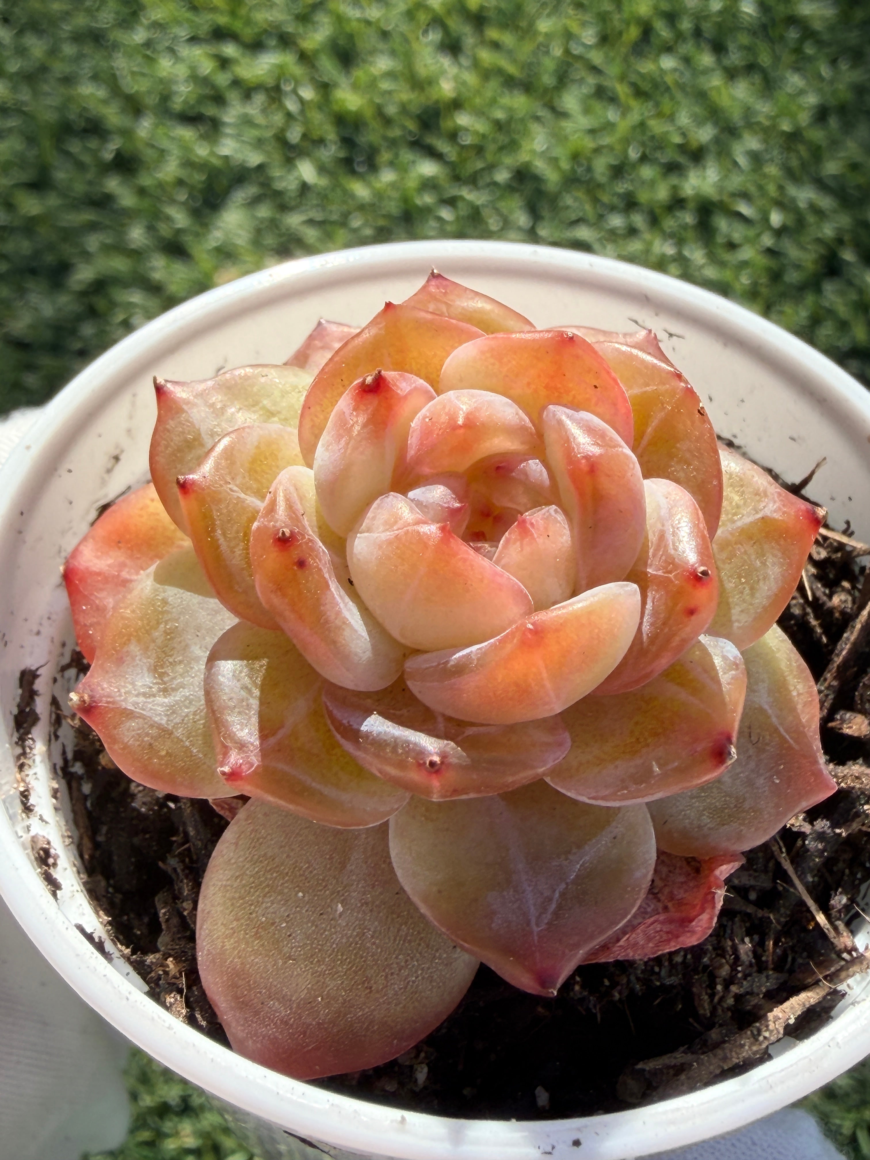 Rare Echeveria Jenny Series Succulent | Imported | Rooted 3” Live Plant | Shipped from California