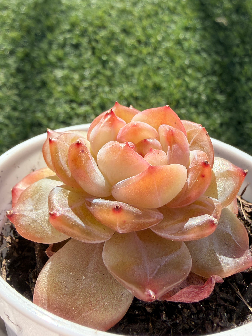 Rare Echeveria Jenny Series Succulent | Imported | Rooted 3” Live Plant | Shipped from California