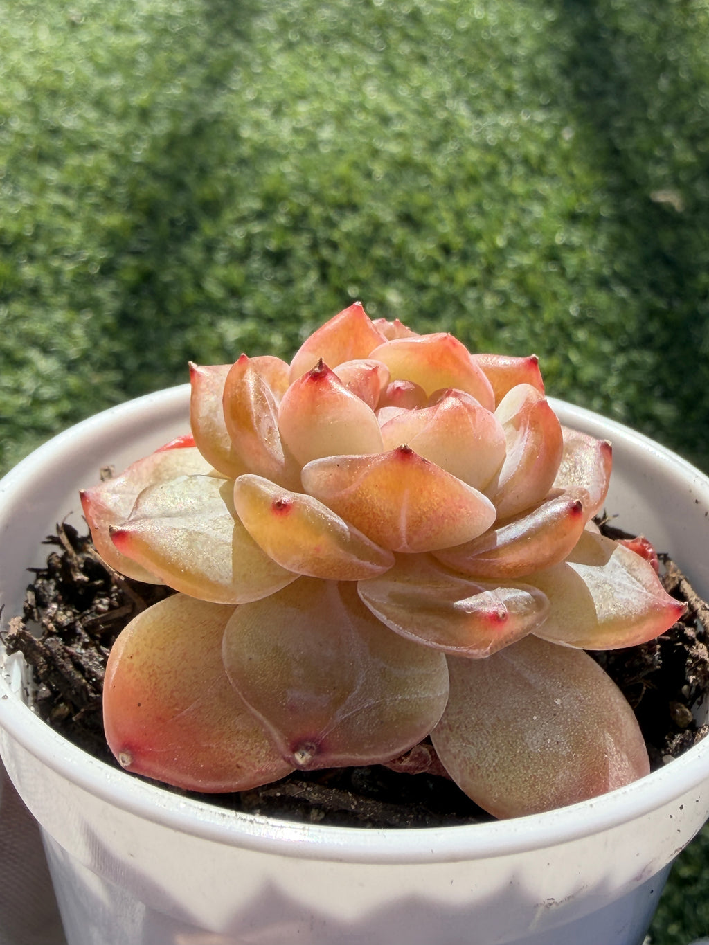 Rare Echeveria Jenny Series Succulent | Imported | Rooted 3” Live Plant | Shipped from California