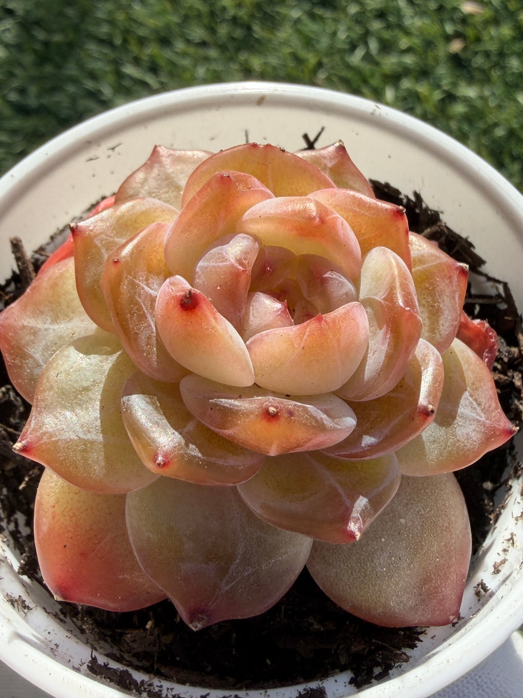 Rare Echeveria Jenny Series Succulent | Imported | Rooted 3” Live Plant | Shipped from California