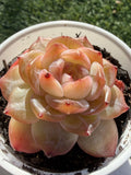 Rare Echeveria Jenny Series Succulent | Imported | Rooted 3” Live Plant | Shipped from California