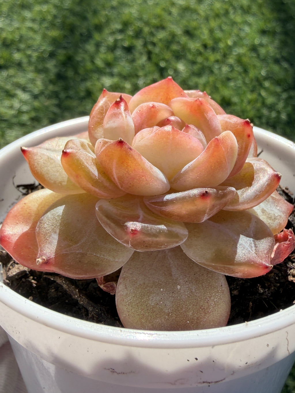 Rare Echeveria Jenny Series Succulent | Imported | Rooted 3” Live Plant | Shipped from California