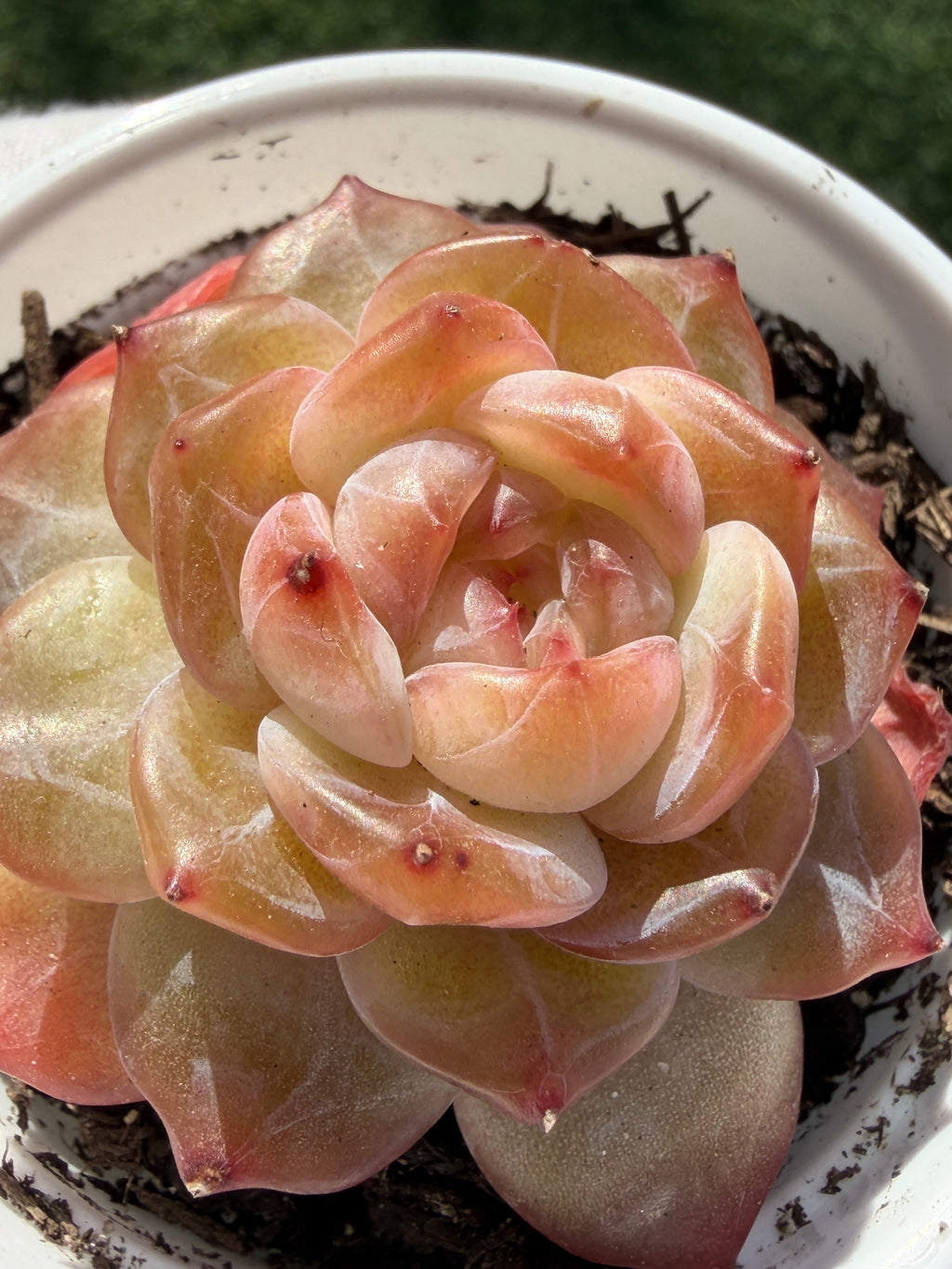 Rare Echeveria Jenny Series Succulent | Imported | Rooted 3” Live Plant | Shipped from California