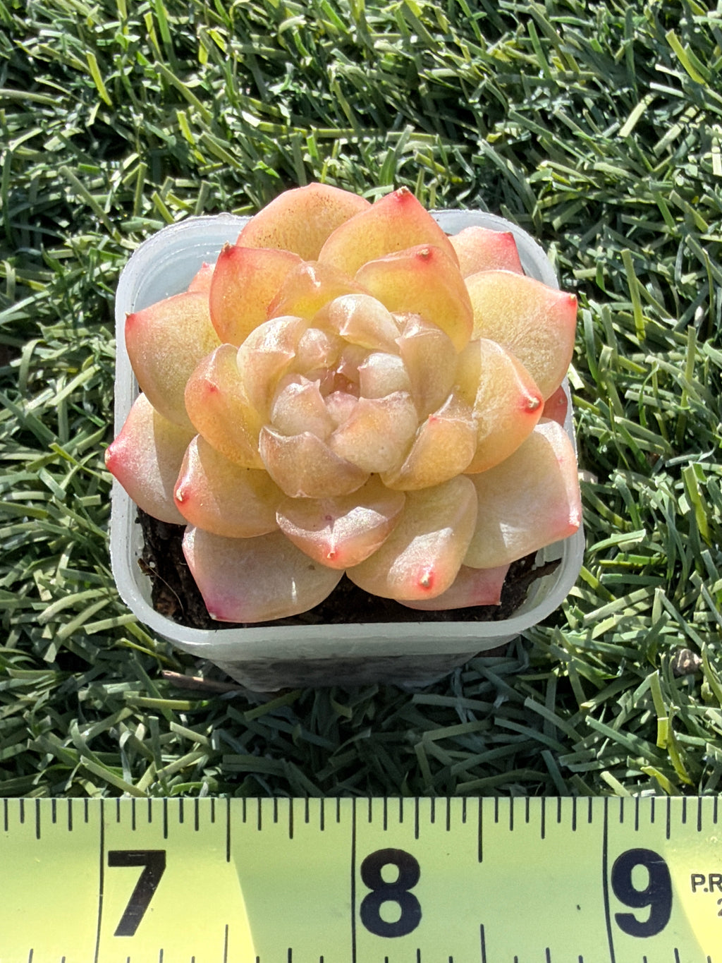 Rare Echeveria Bi Liuli Orange Succulent | Imported | Rooted 2” Live Plant | USDA-APHIS Legal | Shipped from California
