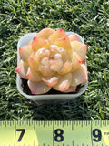 Rare Echeveria Bi Liuli Orange Succulent | Imported | Rooted 2” Live Plant | USDA-APHIS Legal | Shipped from California