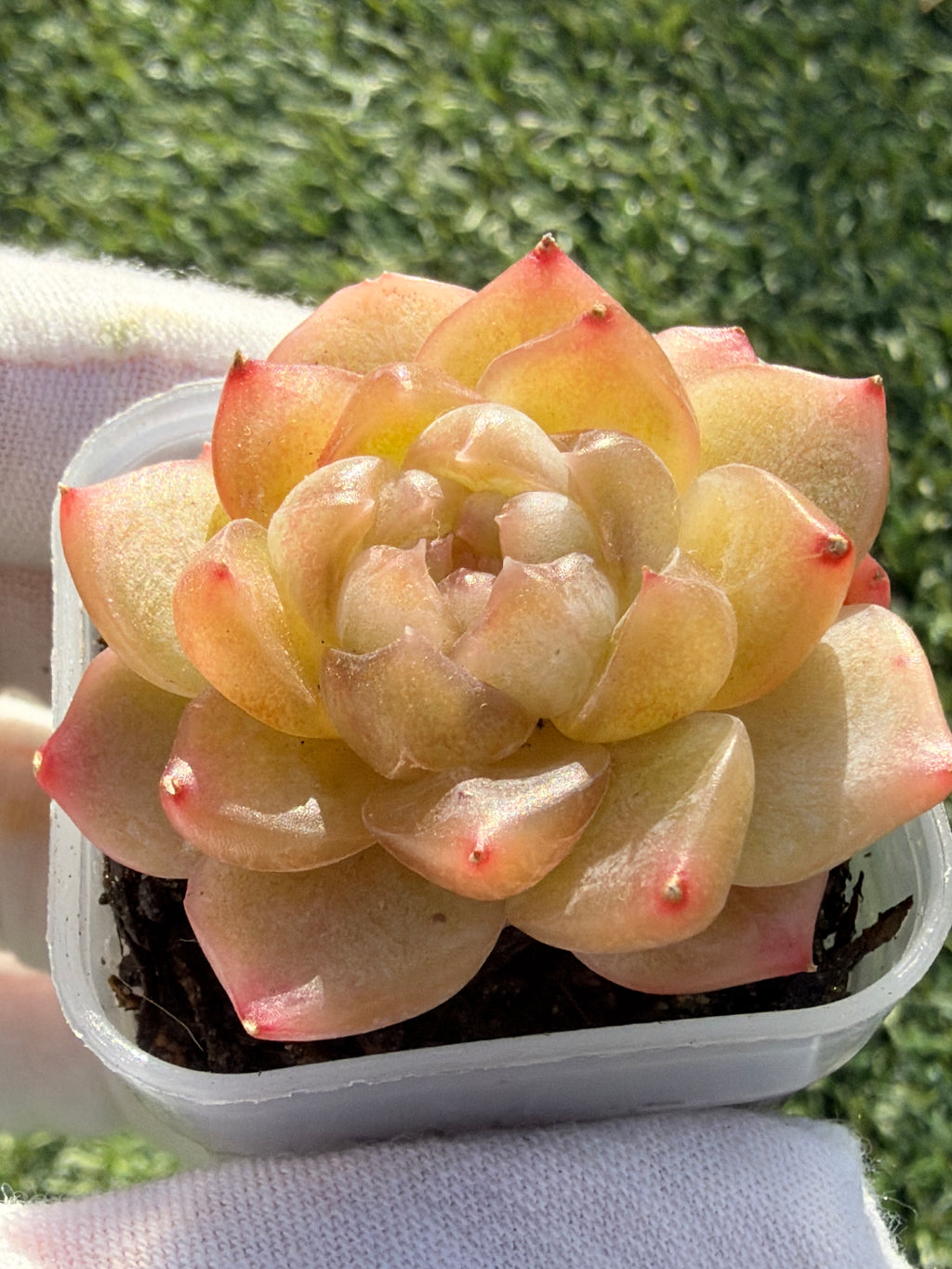 Rare Echeveria Bi Liuli Orange Succulent | Imported | Rooted 2” Live Plant | USDA-APHIS Legal | Shipped from California