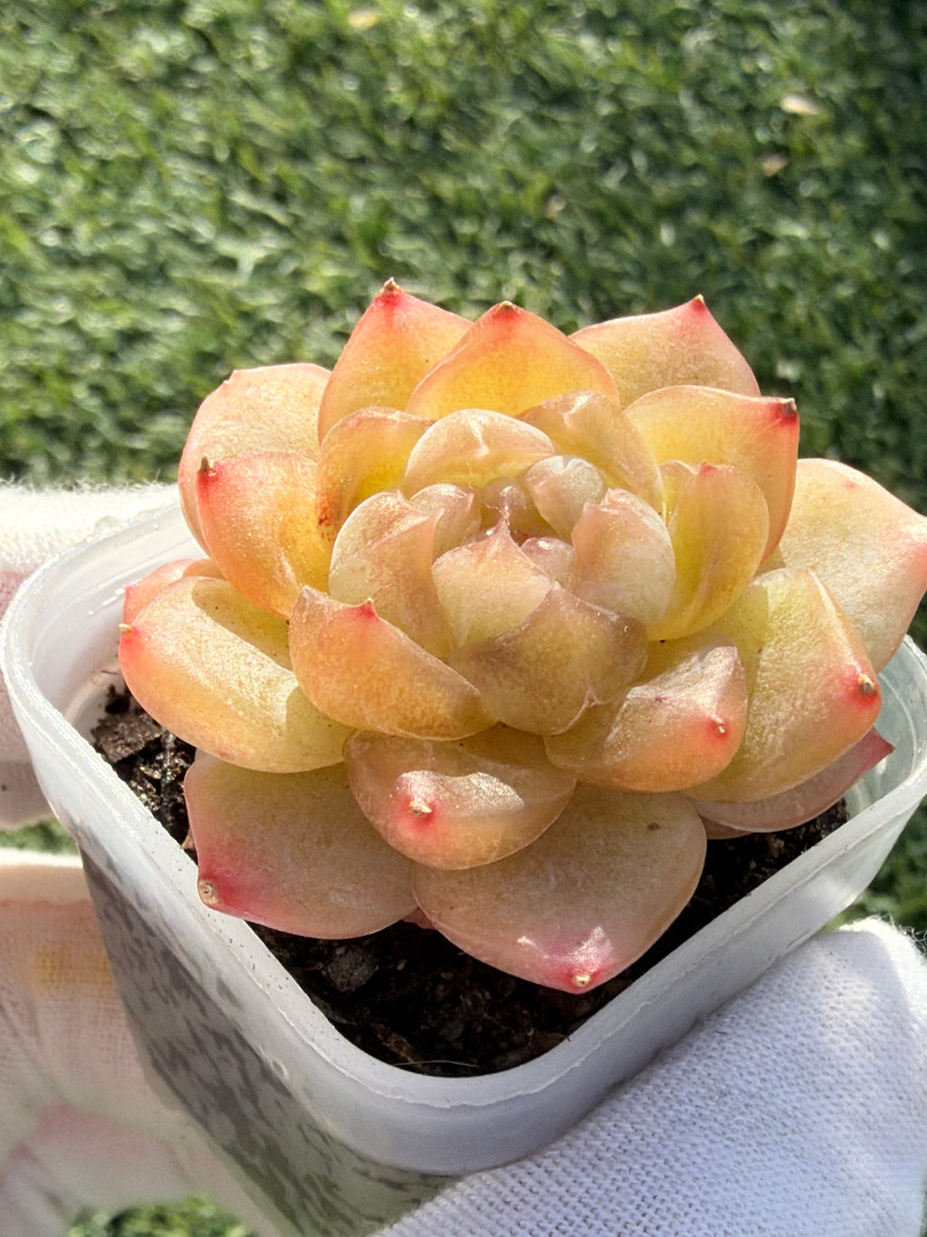 Rare Echeveria Bi Liuli Orange Succulent | Imported | Rooted 2” Live Plant | USDA-APHIS Legal | Shipped from California
