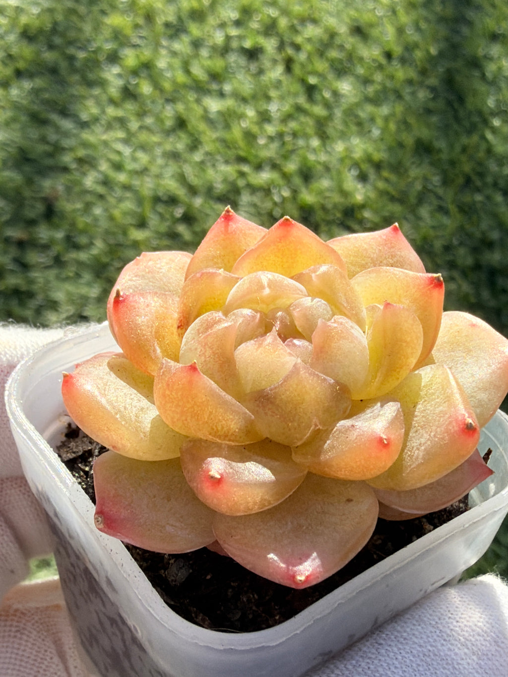 Rare Echeveria Bi Liuli Orange Succulent | Imported | Rooted 2” Live Plant | USDA-APHIS Legal | Shipped from California