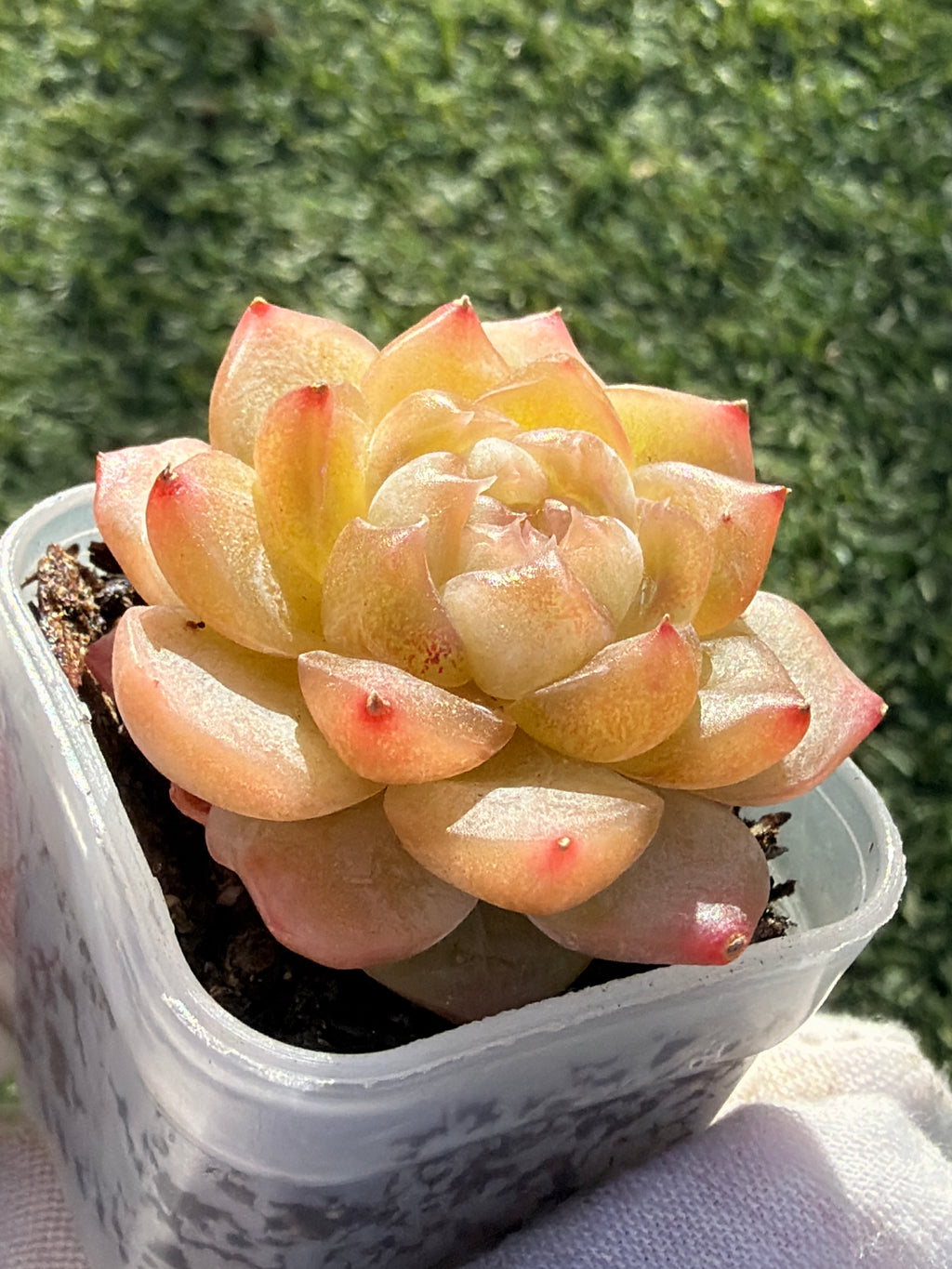 Rare Echeveria Bi Liuli Orange Succulent | Imported | Rooted 2” Live Plant | USDA-APHIS Legal | Shipped from California