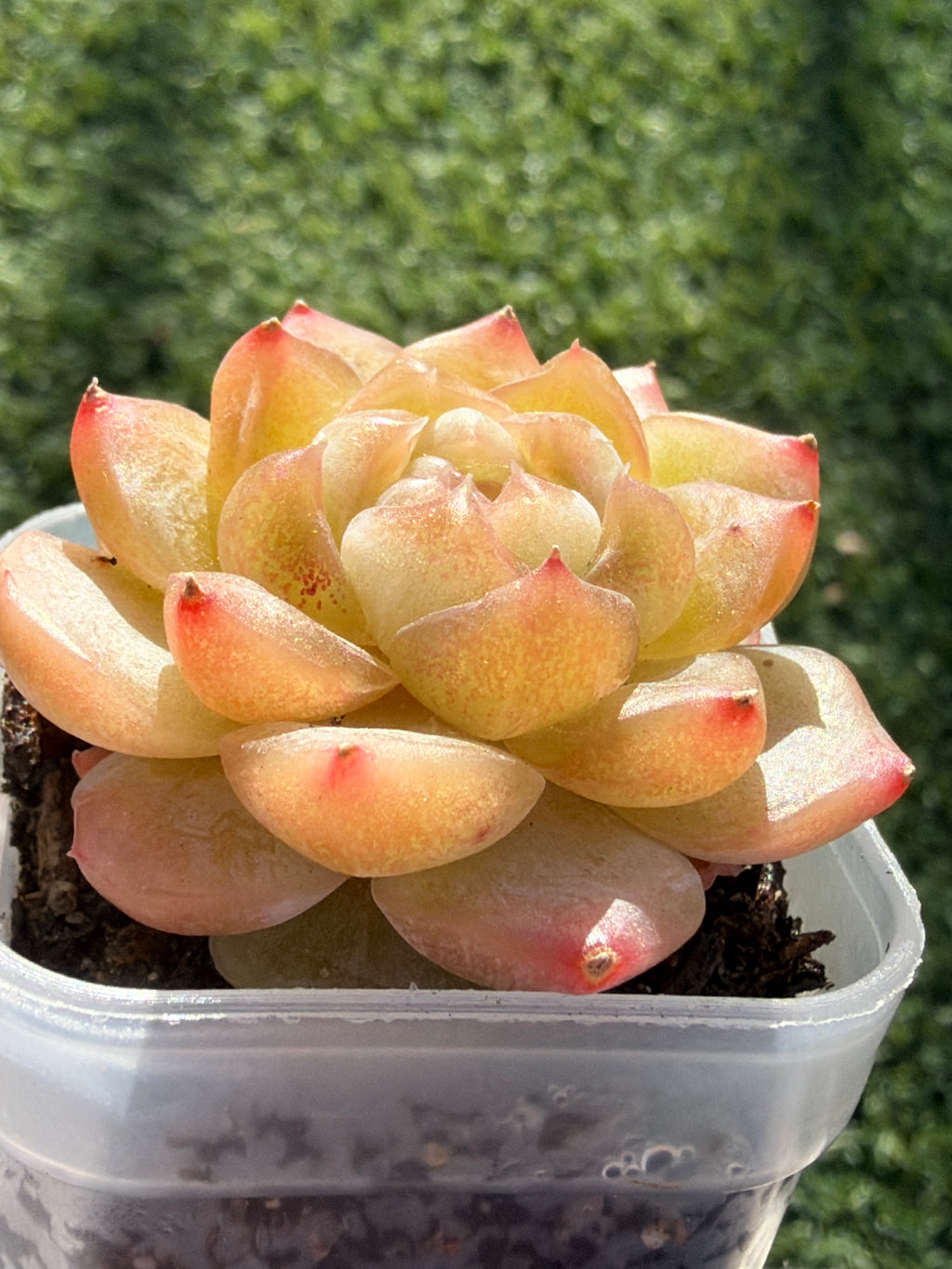 Rare Echeveria Bi Liuli Orange Succulent | Imported | Rooted 2” Live Plant | USDA-APHIS Legal | Shipped from California