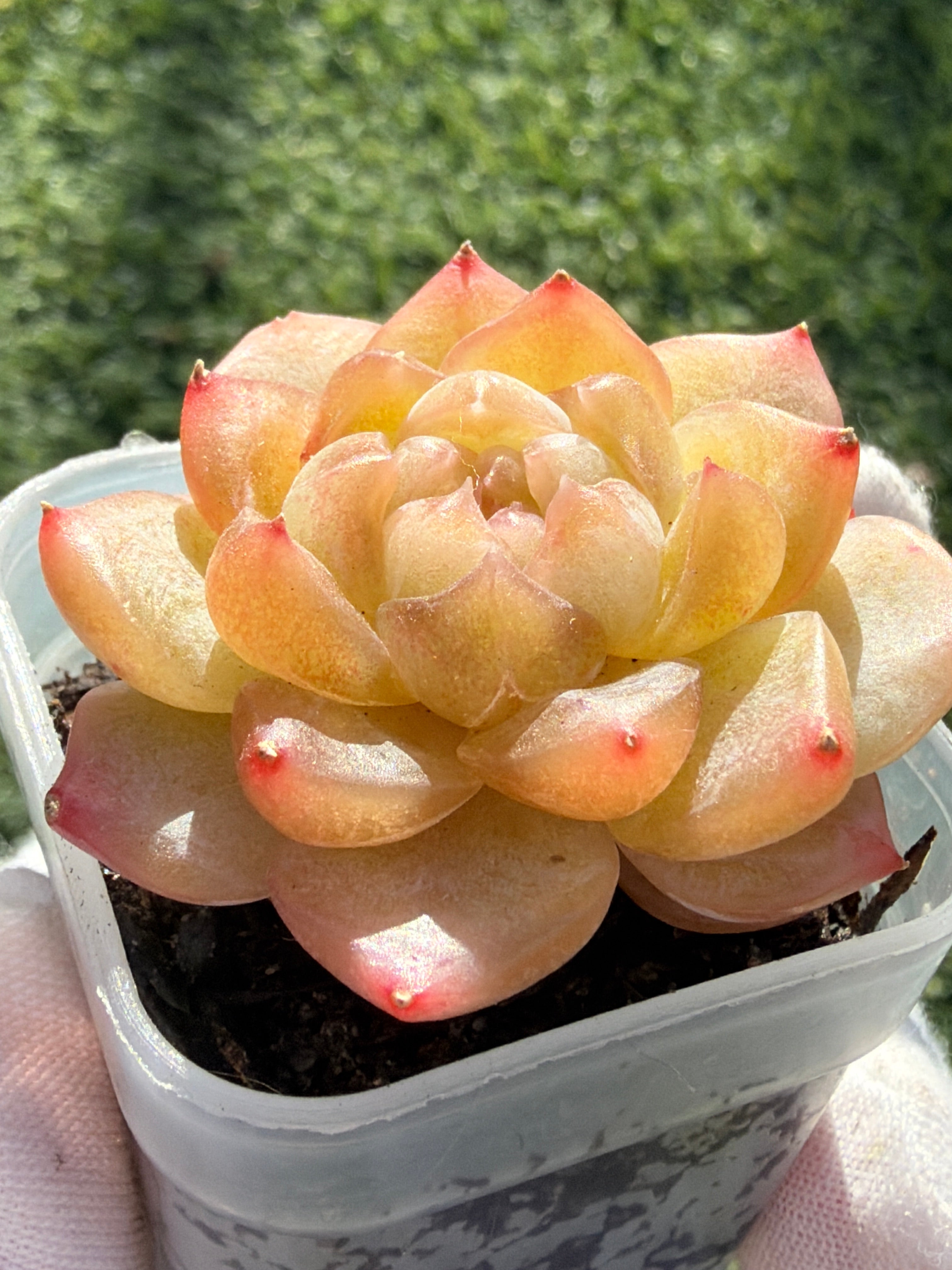 Rare Echeveria Bi Liuli Orange Succulent | Imported | Rooted 2” Live Plant | USDA-APHIS Legal | Shipped from California