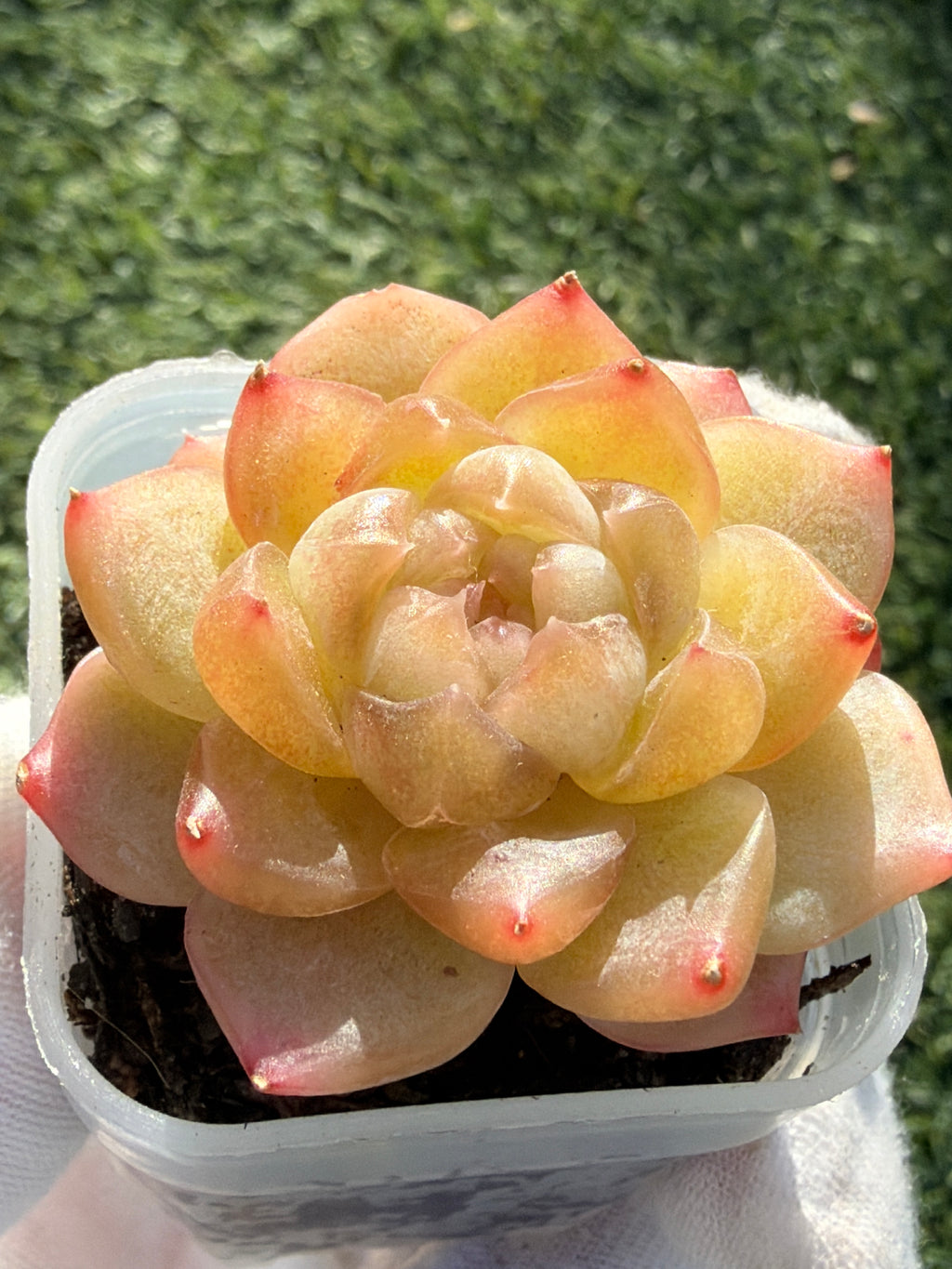 Rare Echeveria Bi Liuli Orange Succulent | Imported | Rooted 2” Live Plant | USDA-APHIS Legal | Shipped from California