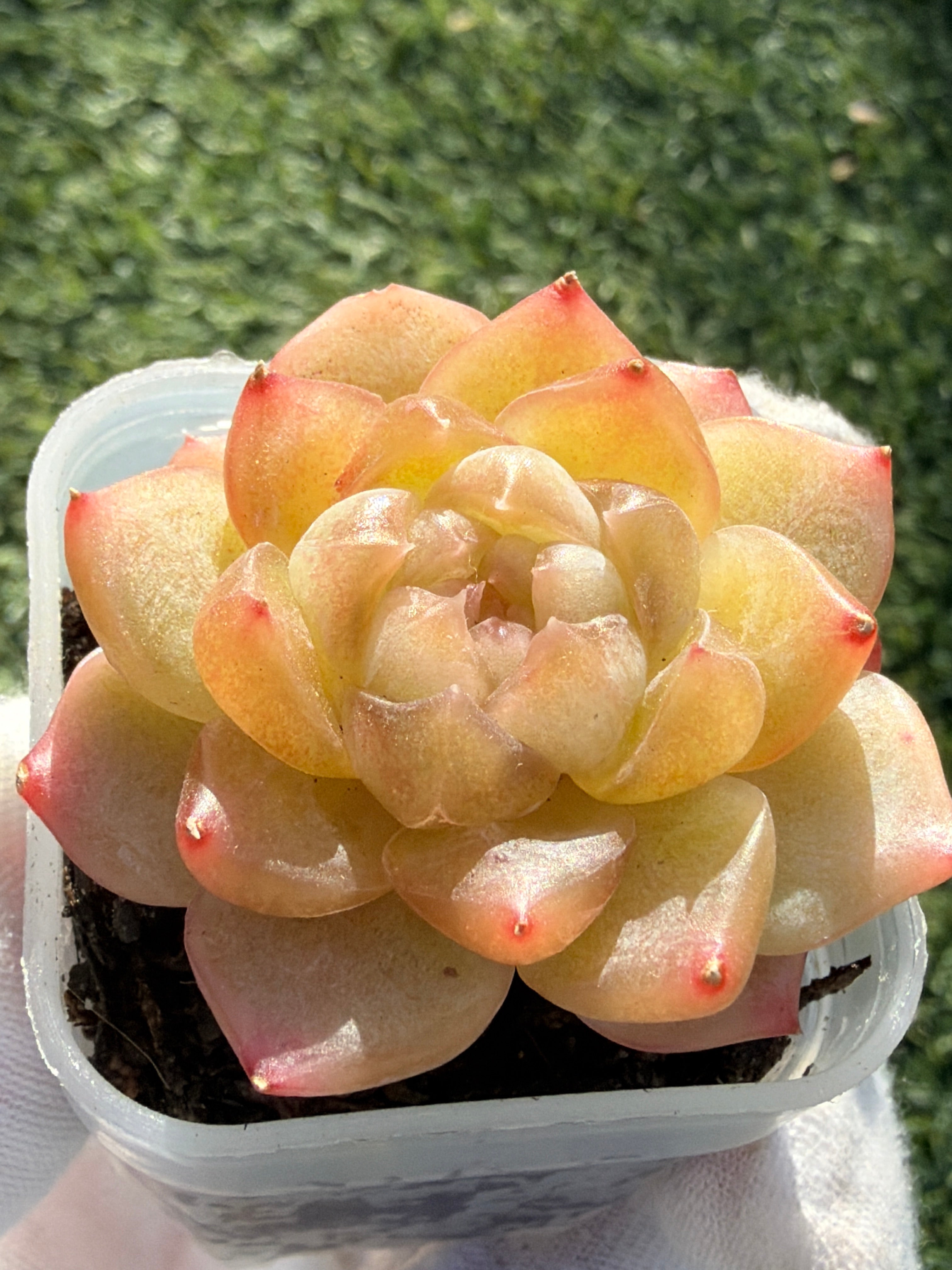 Rare Echeveria Bi Liuli Orange Succulent | Imported | Rooted 2” Live Plant | USDA-APHIS Legal | Shipped from California