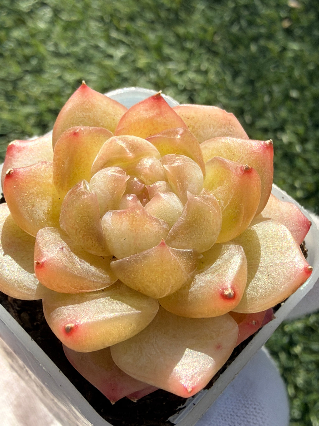 Rare Echeveria Bi Liuli Orange Succulent | Imported | Rooted 2” Live Plant | USDA-APHIS Legal | Shipped from California