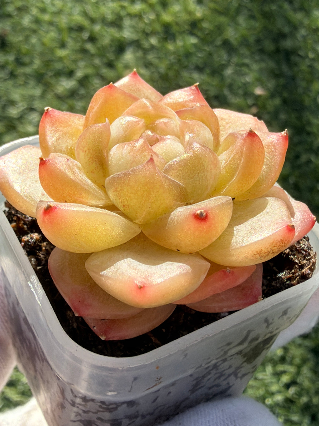 Rare Echeveria Bi Liuli Orange Succulent | Imported | Rooted 2” Live Plant | USDA-APHIS Legal | Shipped from California
