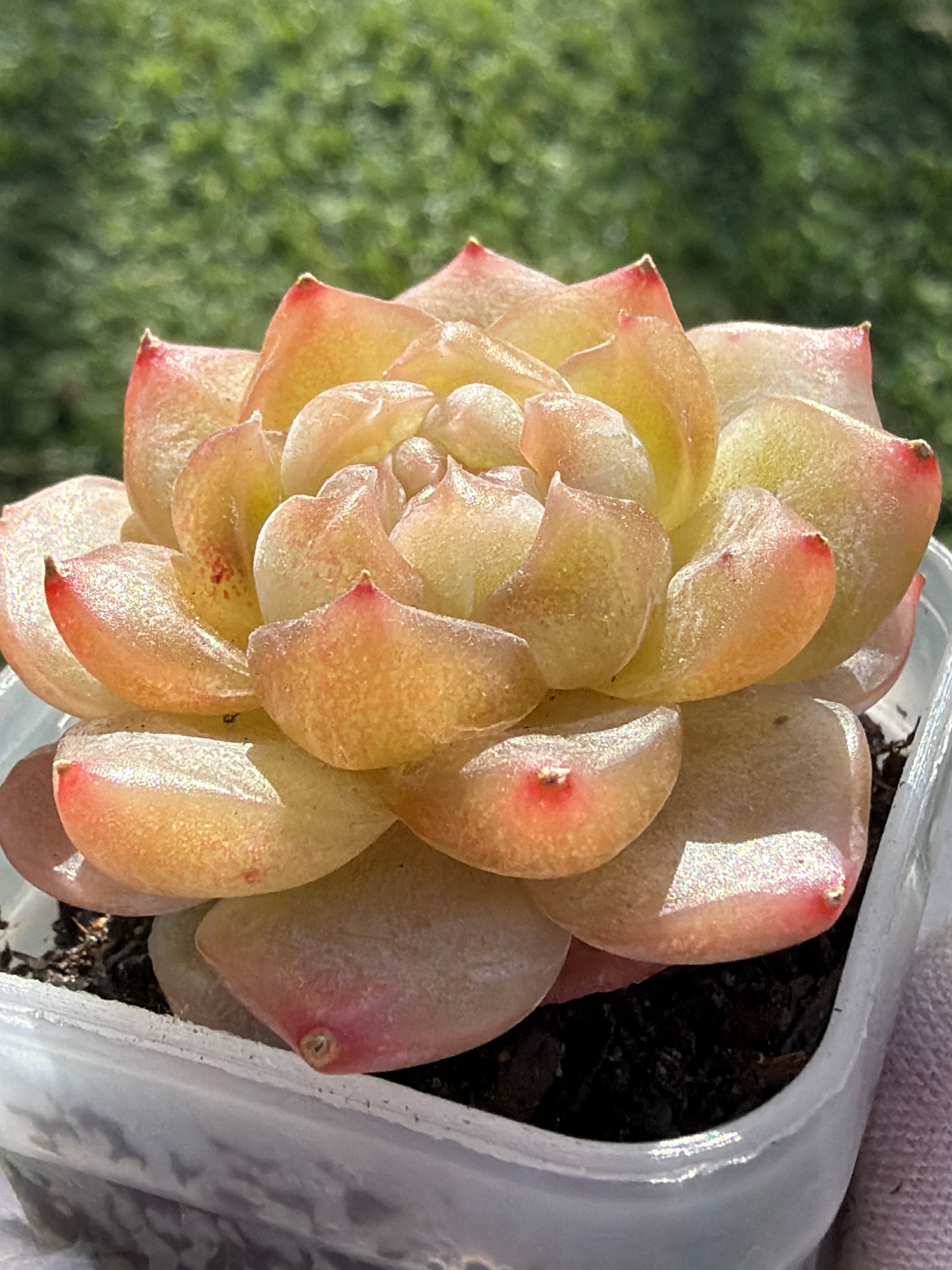 Rare Echeveria Bi Liuli Orange Succulent | Imported | Rooted 2” Live Plant | USDA-APHIS Legal | Shipped from California
