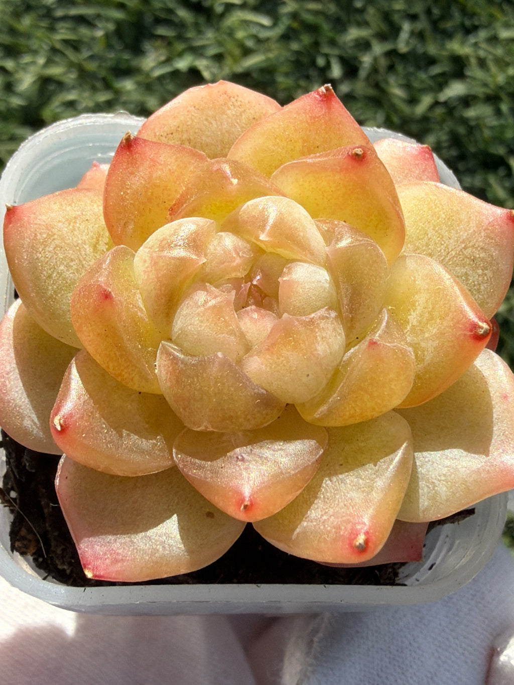 Rare Echeveria Bi Liuli Orange Succulent | Imported | Rooted 2” Live Plant | USDA-APHIS Legal | Shipped from California