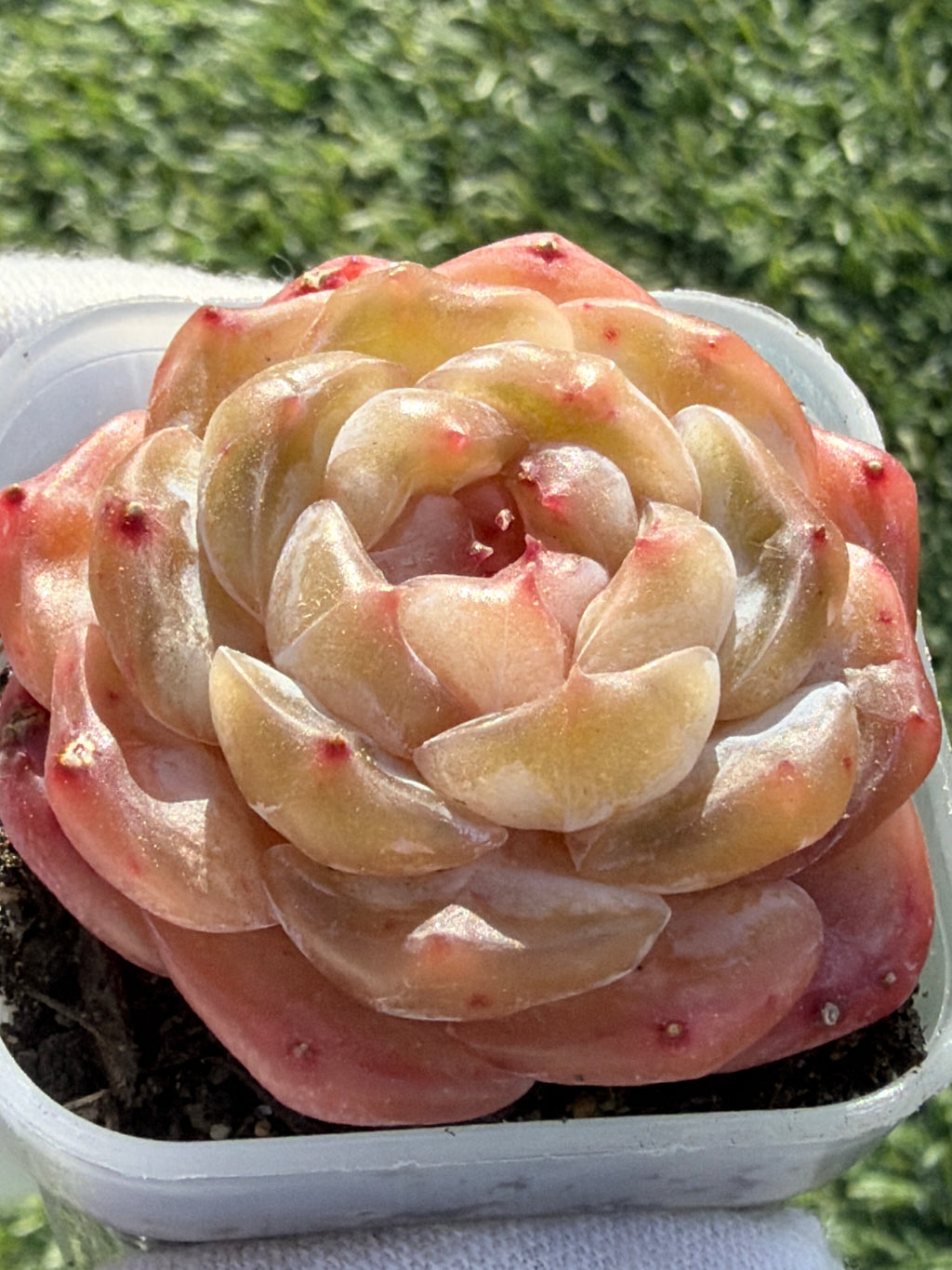 Echeveria Sweetheart Series Succulent | Rare Imported | Rooted 3” Live Plant | Shipped from California