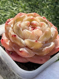 Echeveria Sweetheart Series Succulent | Rare Imported | Rooted 3” Live Plant | Shipped from California