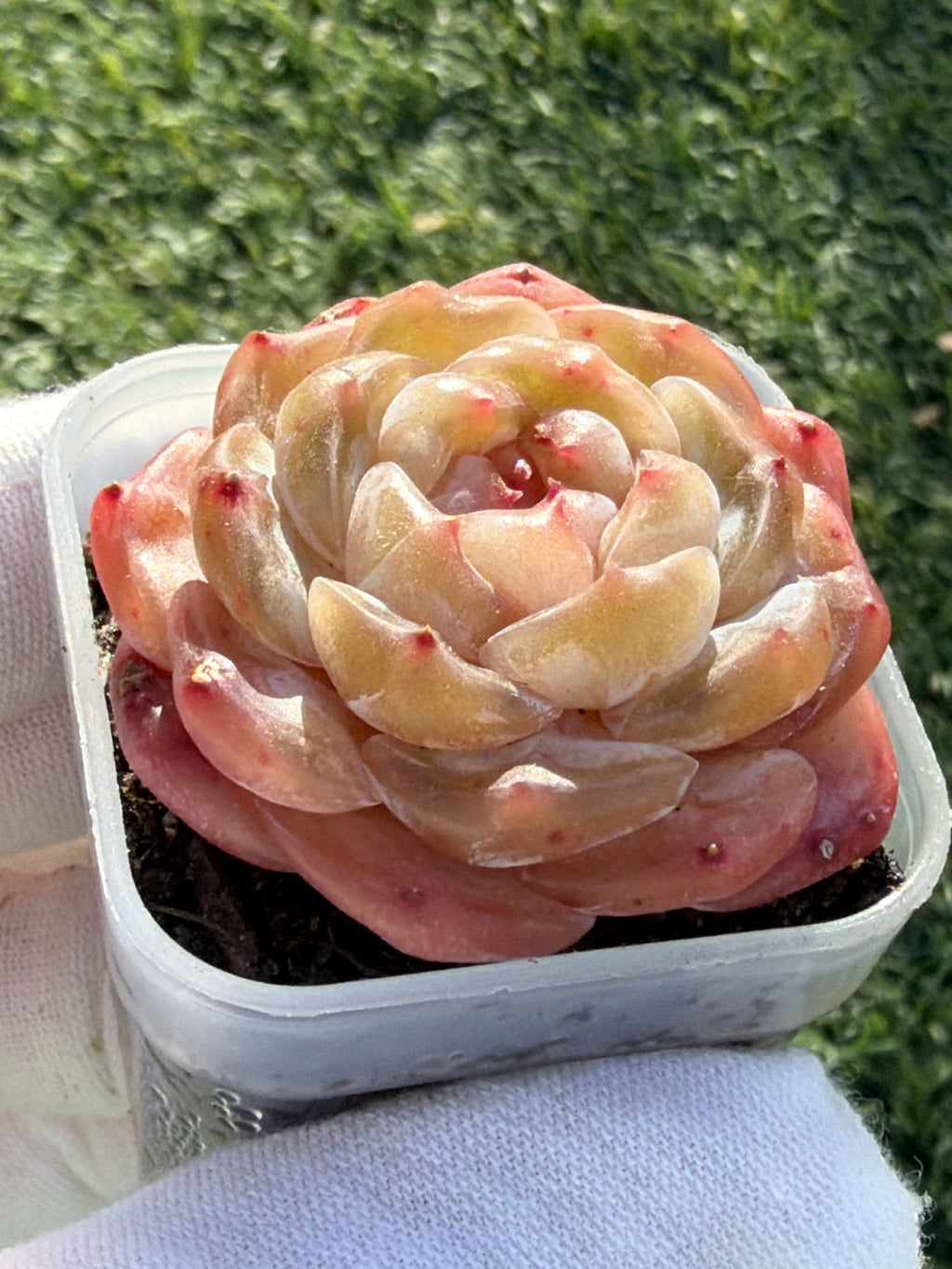 Echeveria Sweetheart Series Succulent | Rare Imported | Rooted 3” Live Plant | Shipped from California