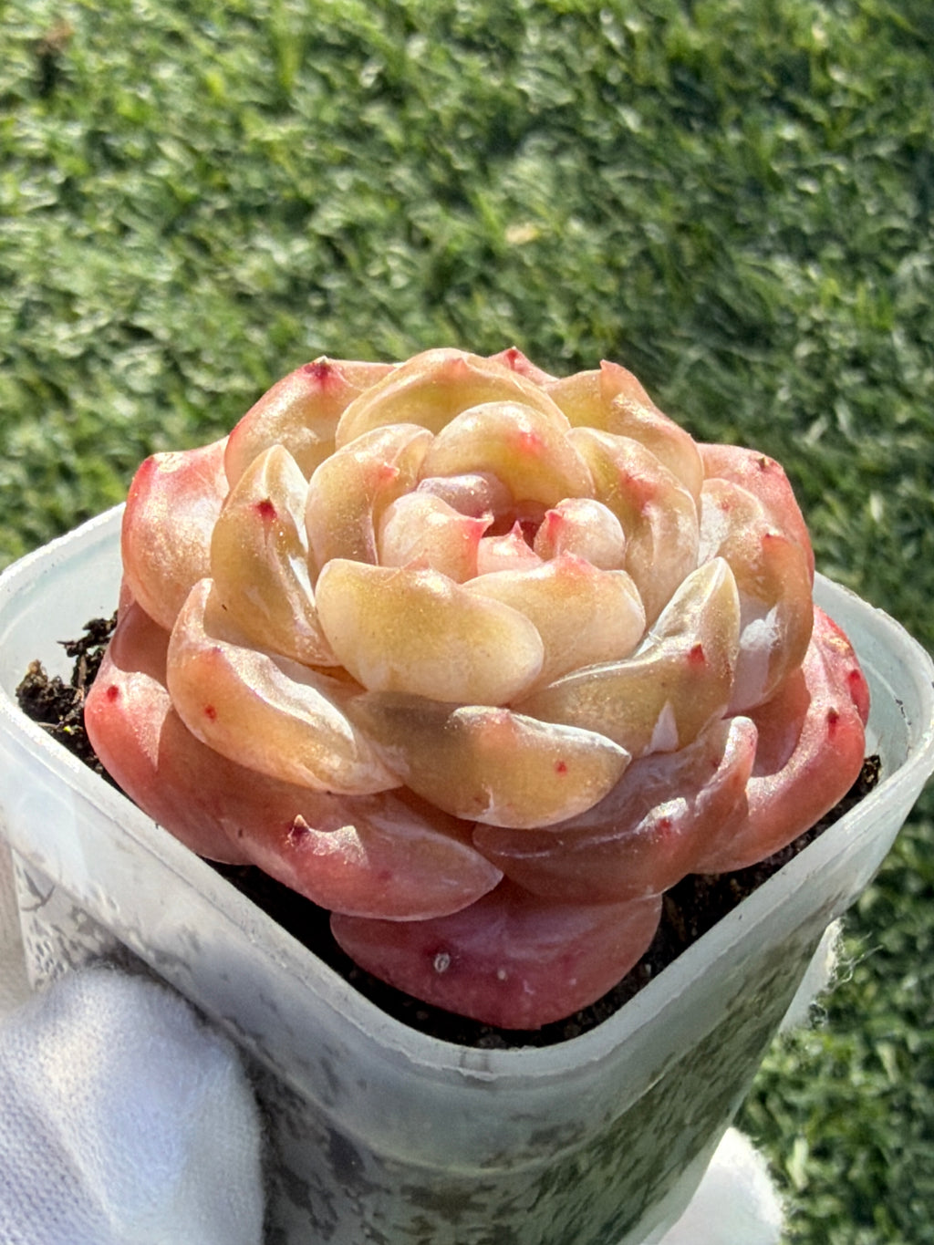 Echeveria Sweetheart Series Succulent | Rare Imported | Rooted 3” Live Plant | Shipped from California