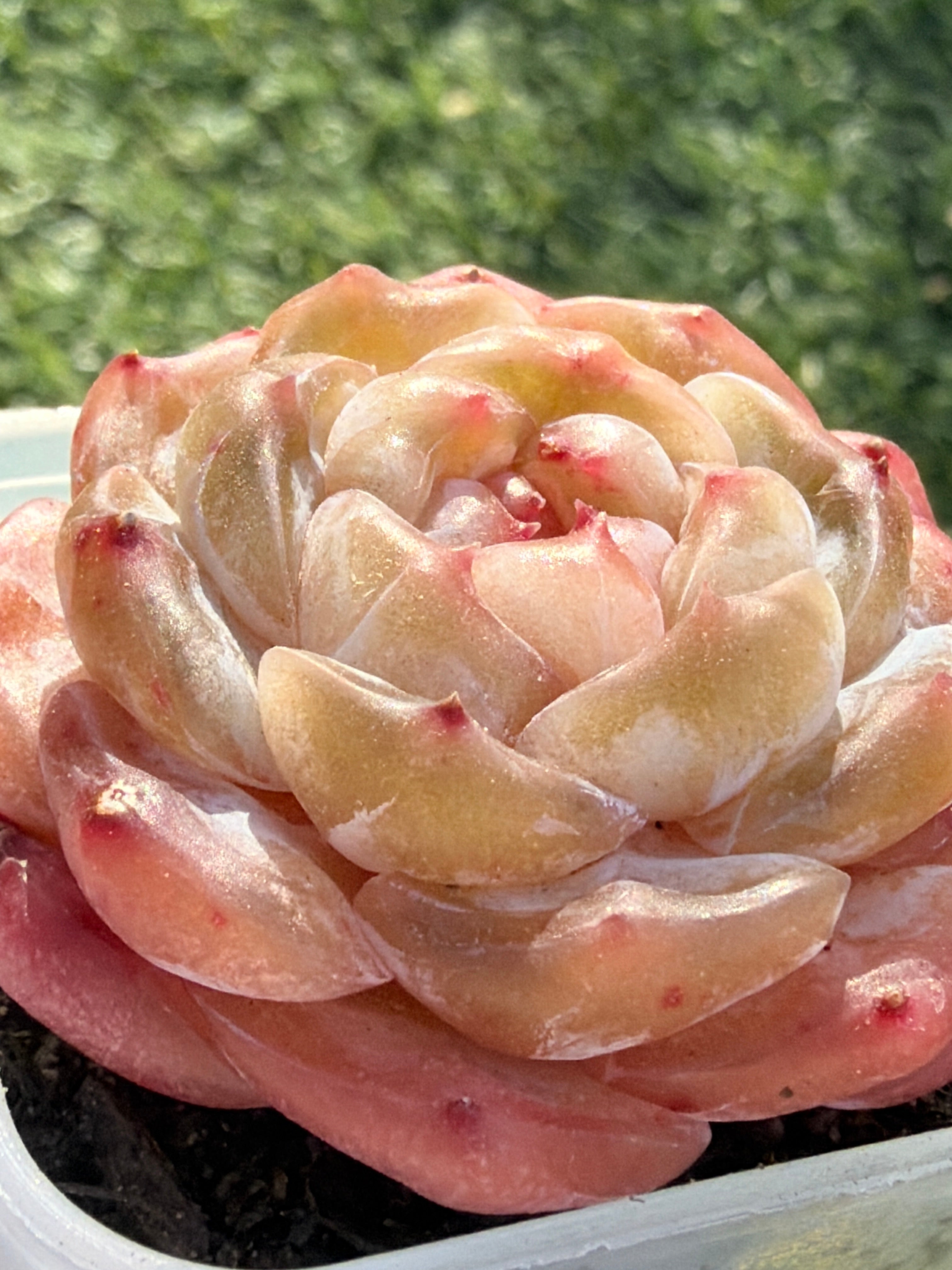Echeveria Sweetheart Series Succulent | Rare Imported | Rooted 3” Live Plant | Shipped from California