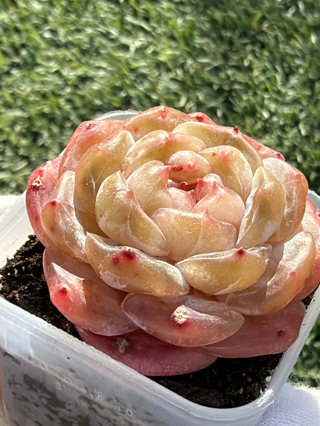Echeveria Sweetheart Series Succulent | Rare Imported | Rooted 3” Live Plant | Shipped from California