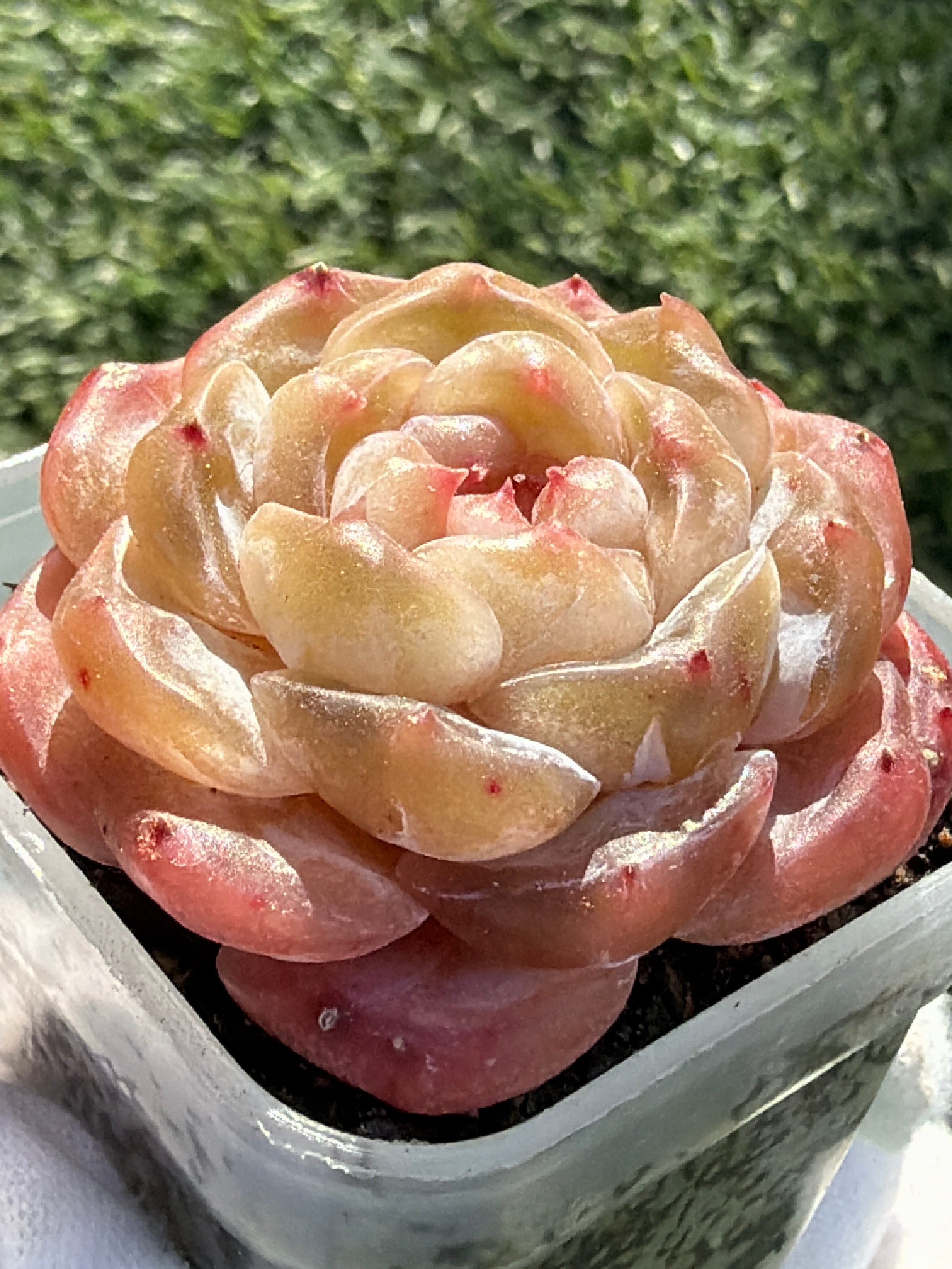 Echeveria Sweetheart Series Succulent | Rare Imported | Rooted 3” Live Plant | Shipped from California