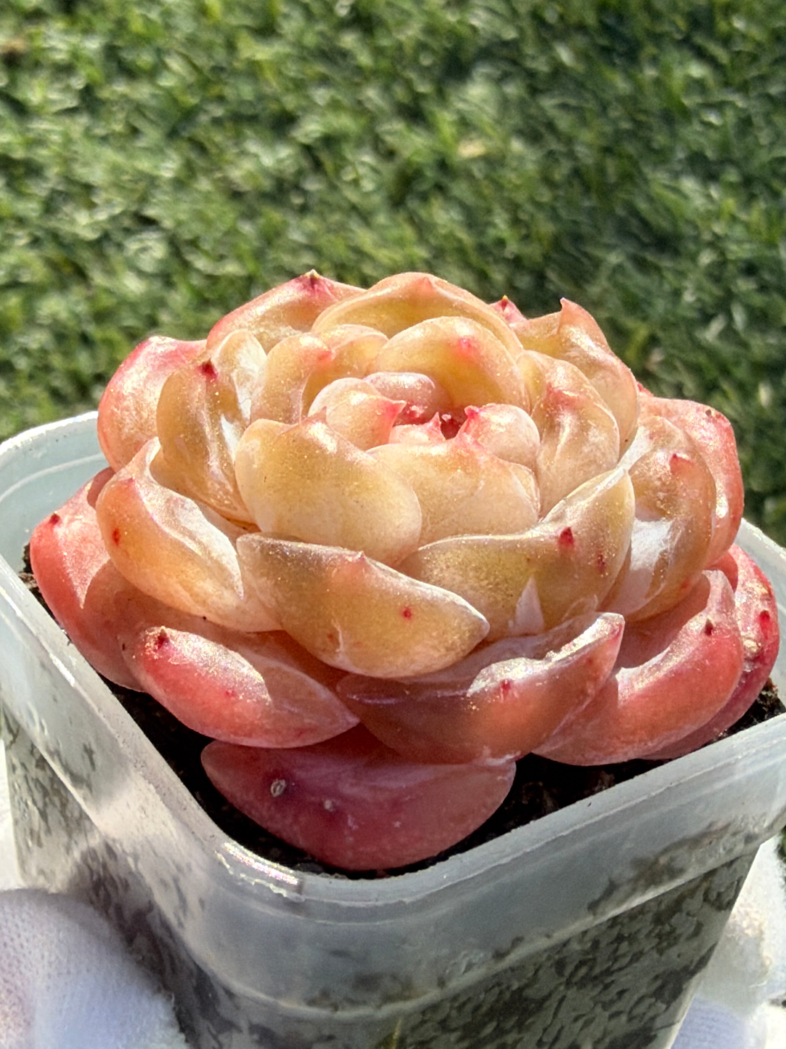 Echeveria Sweetheart Series Succulent | Rare Imported | Rooted 3” Live Plant | Shipped from California
