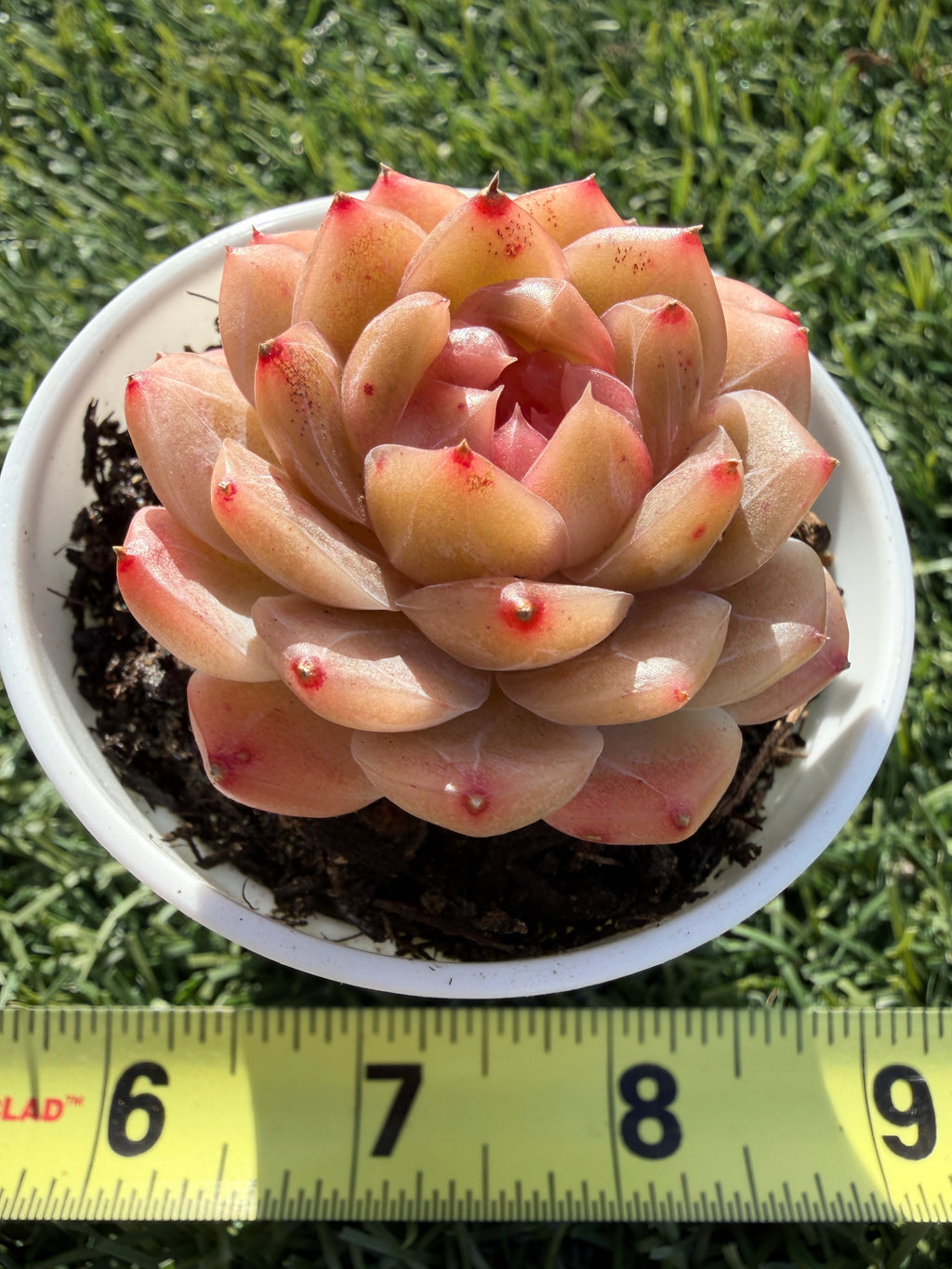 Echeveria Sweetheart Series Succulent | Rare Imported | Rooted 3” Live Plant | Shipped from California